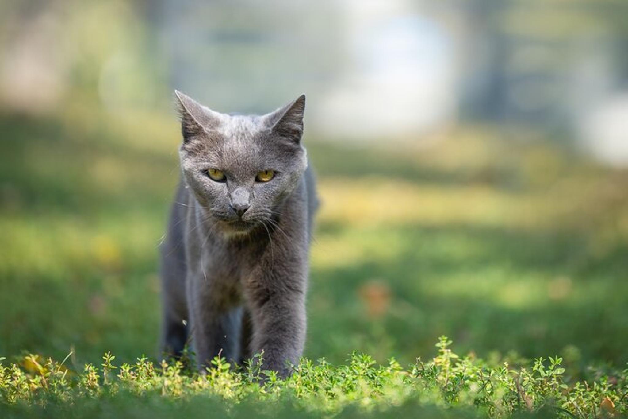 Hudson Valley Llama/Alpaca Hike and Farm Tour 90 min - Image 5