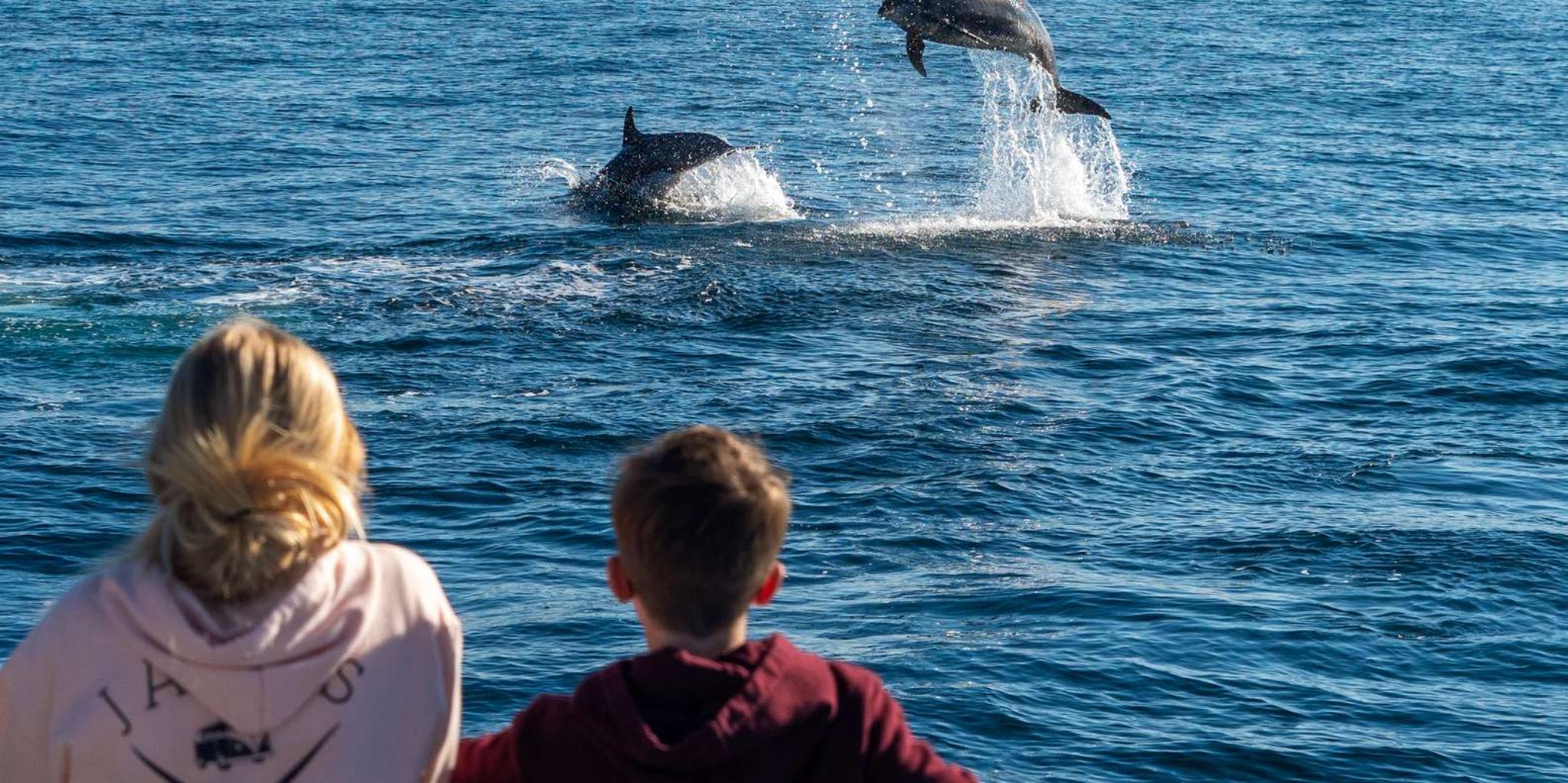 Dana Point Dolphin & Whale Watching with Underwater Viewing - Image 6