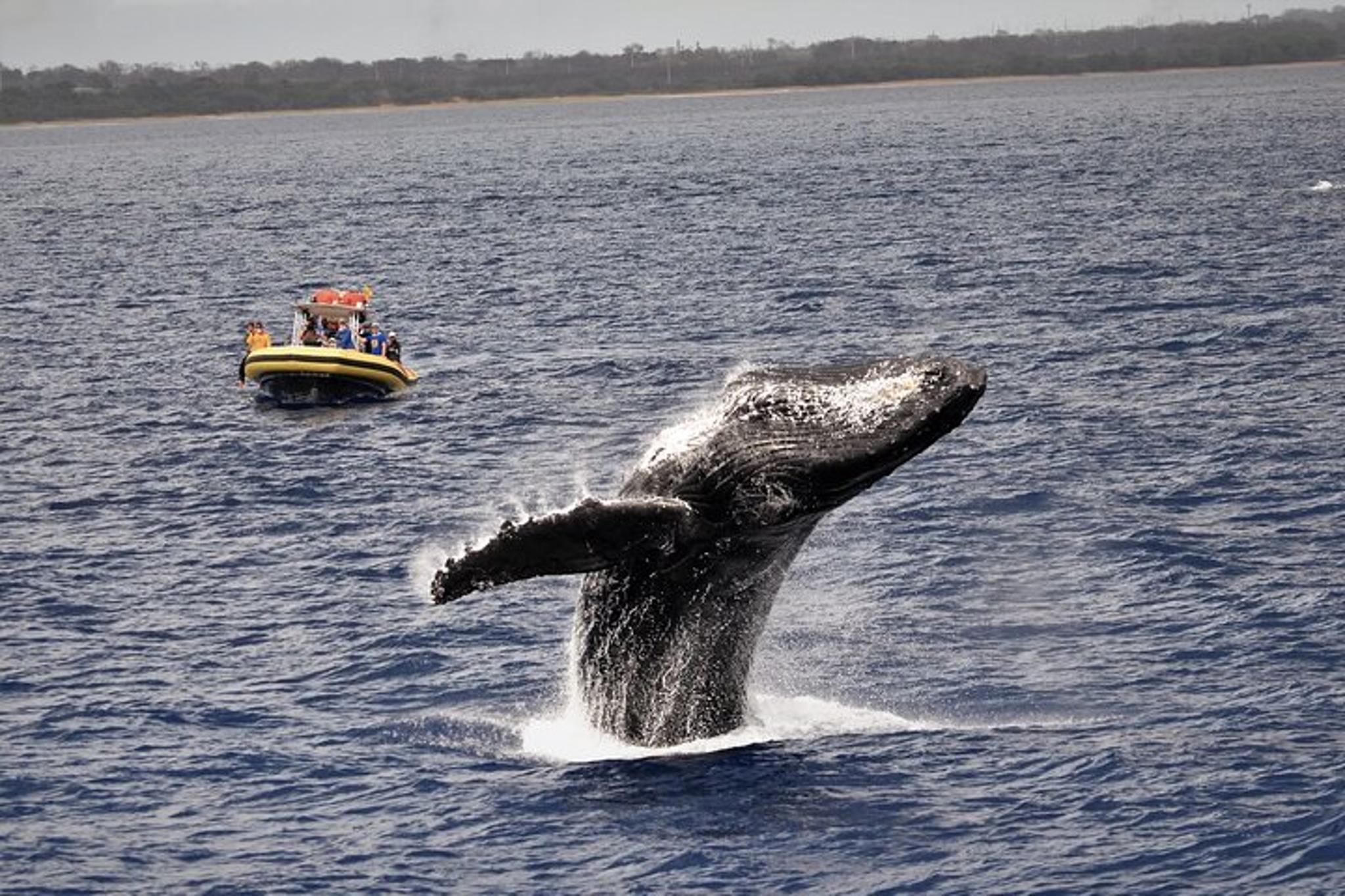 Lahaina Whale Watching Raft Tour 2 hr - Image 4