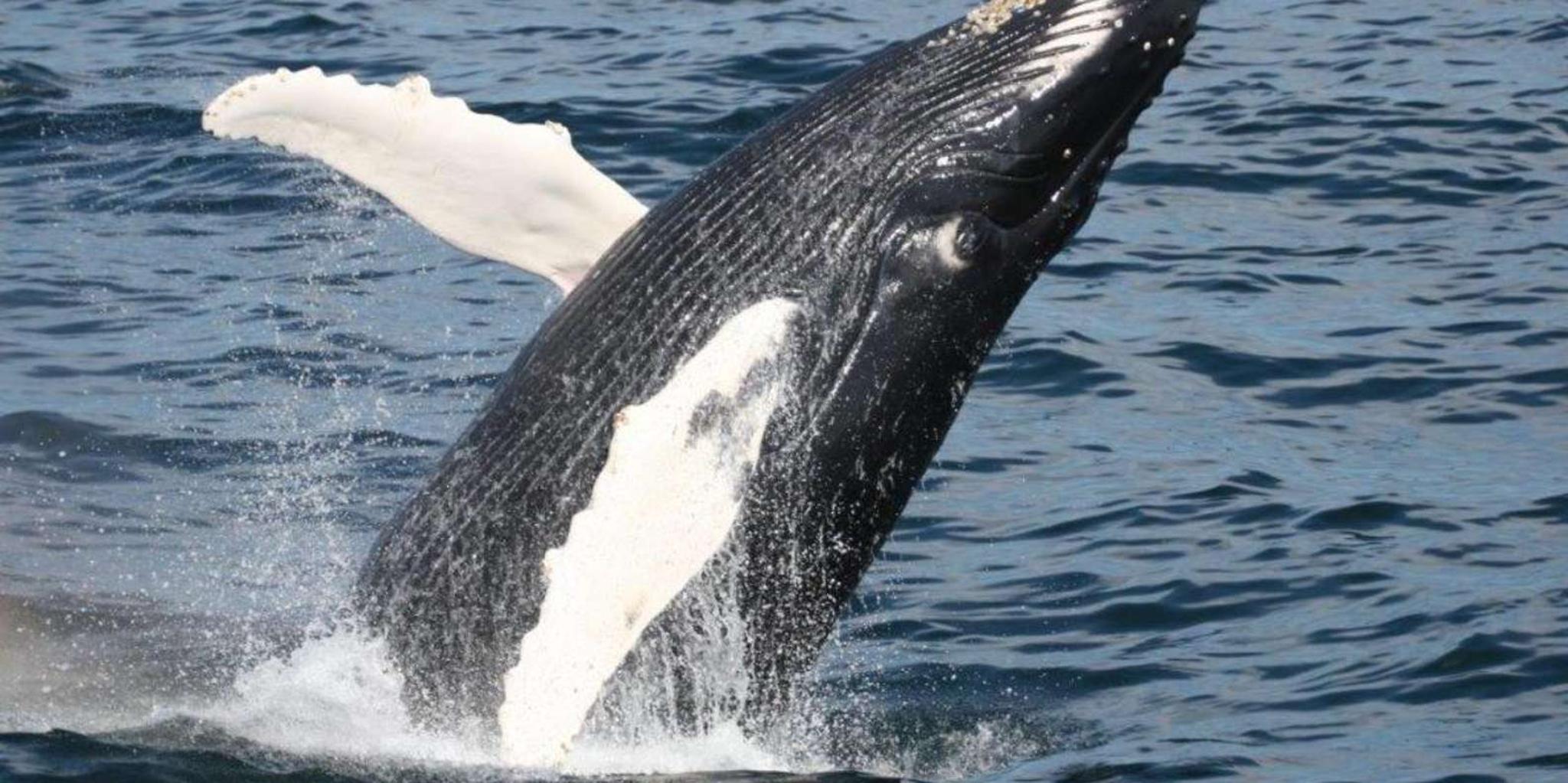 Plymouth Whale Watching Cruise - Image 4