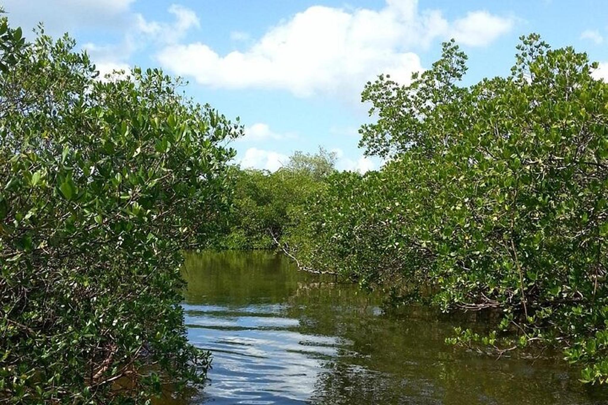 Everglades Shell Wildlife Eco Excursion - Image 3