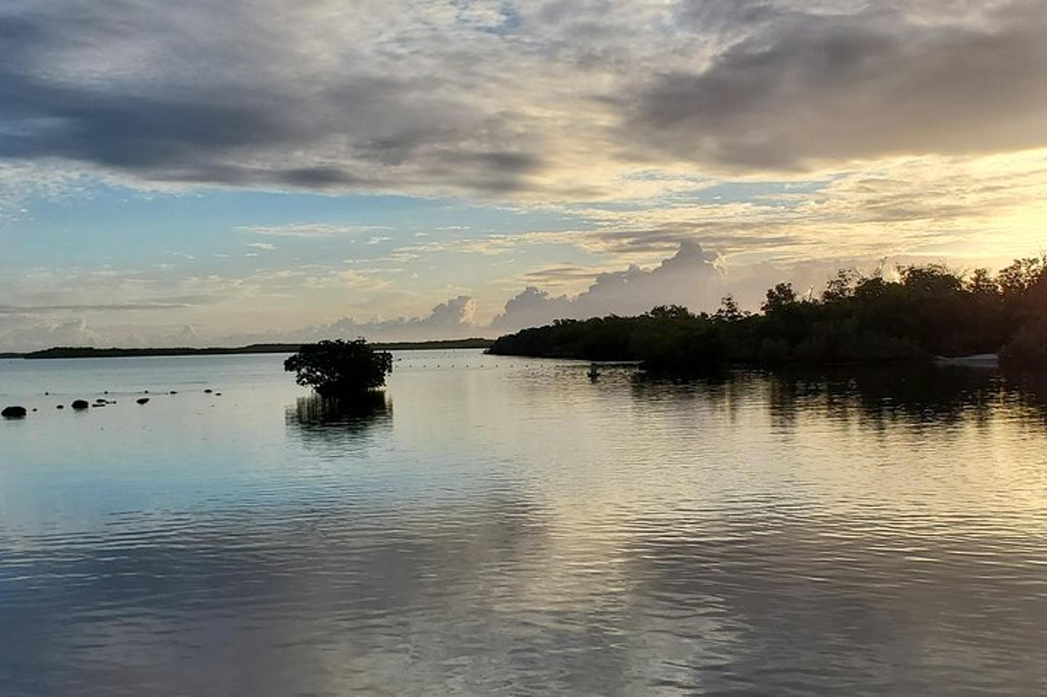 Key Largo Mangrove Eco-Tour 90 Min - Image 3