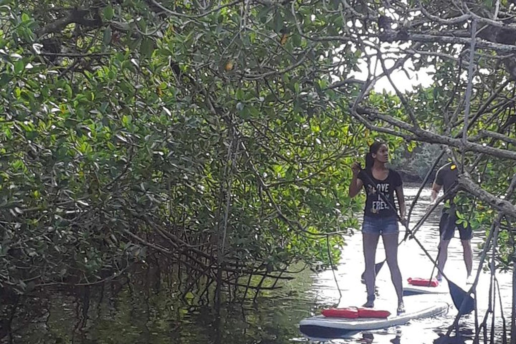Naples Paddleboard Mangrove Forest Tour 90 Min - Image 1
