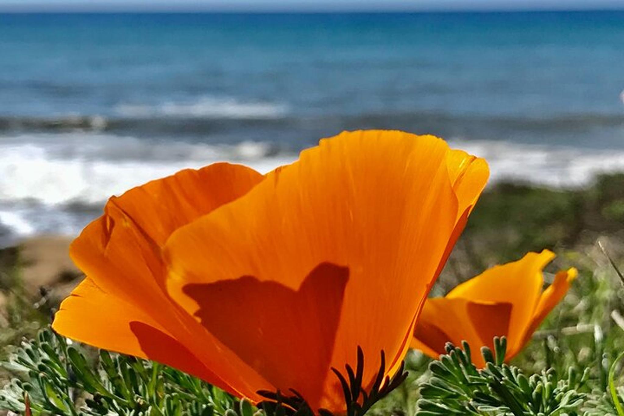 California Central Coast Private Tour - Image 2
