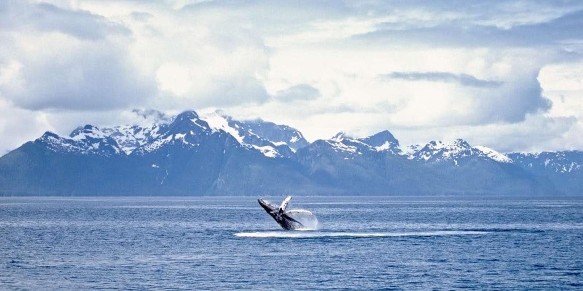 Juneau Whale Watching and Mendenhall Glacier Tour - Image 2