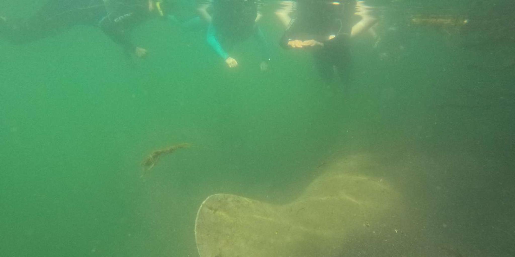 Crystal River Manatee Swim Tour with Free Photos - Image 2