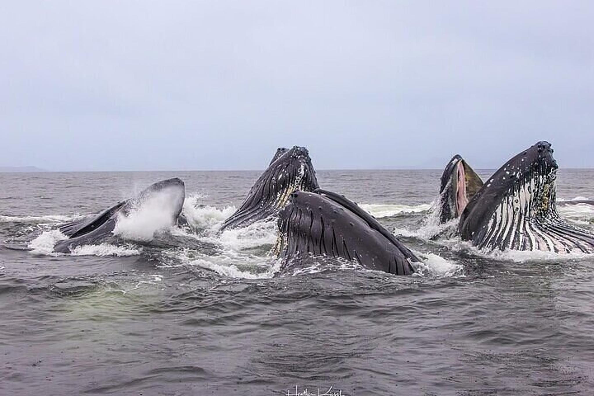 Whale and Wildlife Viewing Tour - Image 2