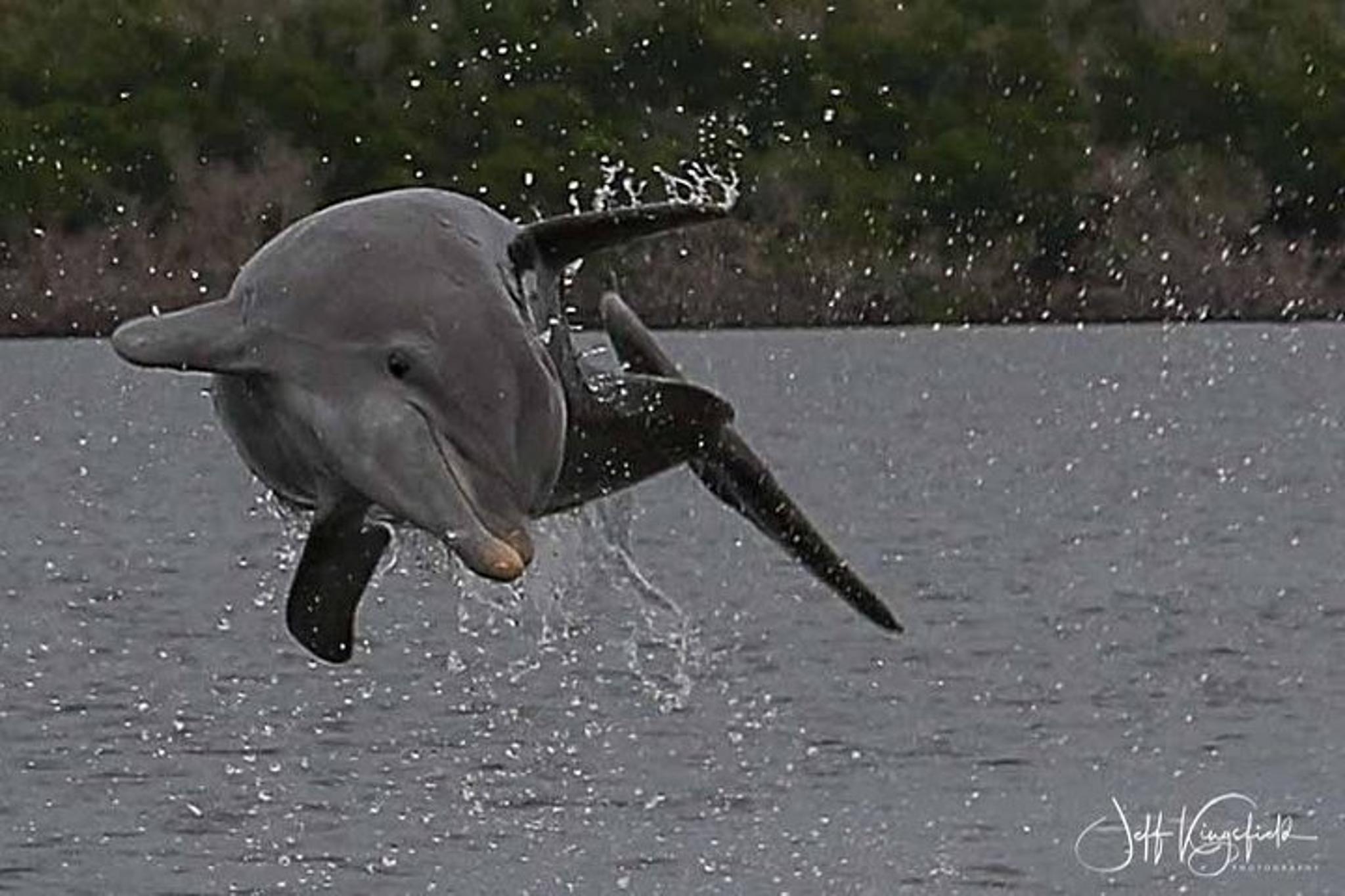Goodland Dolphin & Shelling Boat Tour 3.5 hr - Image 5