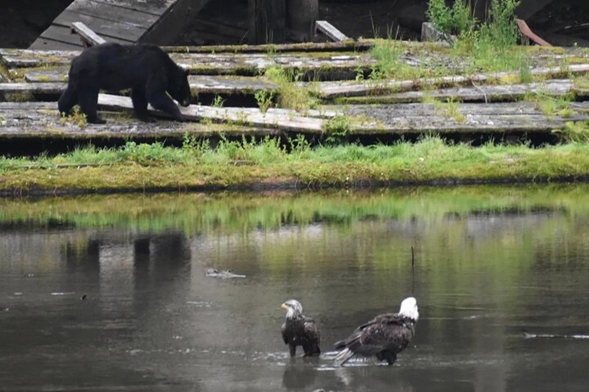 Ketchikan City Totems & Wildlife Van Tour - Image 3