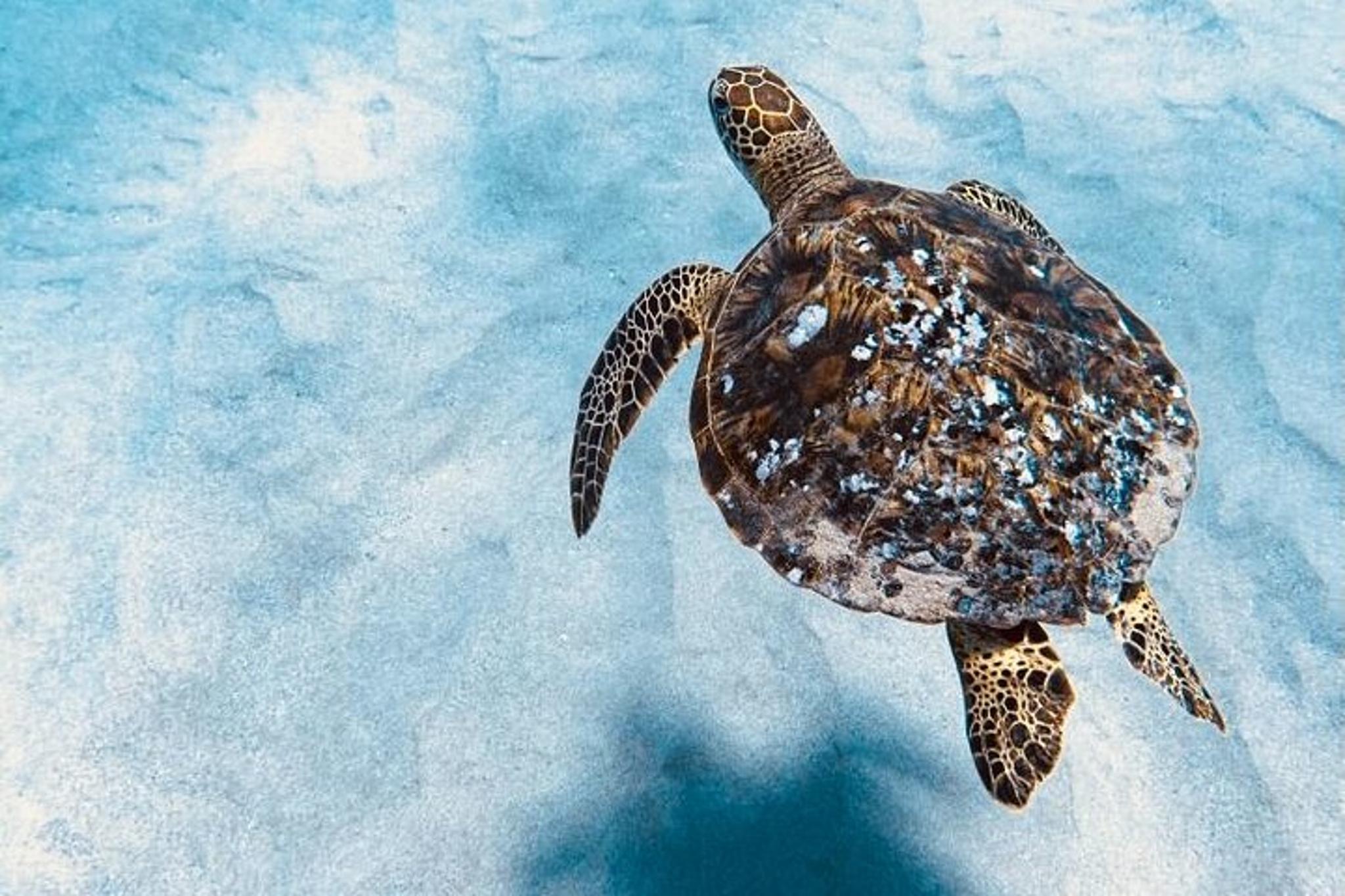 Oahu Dolphin Watching and Turtle Snorkeling - Image 4