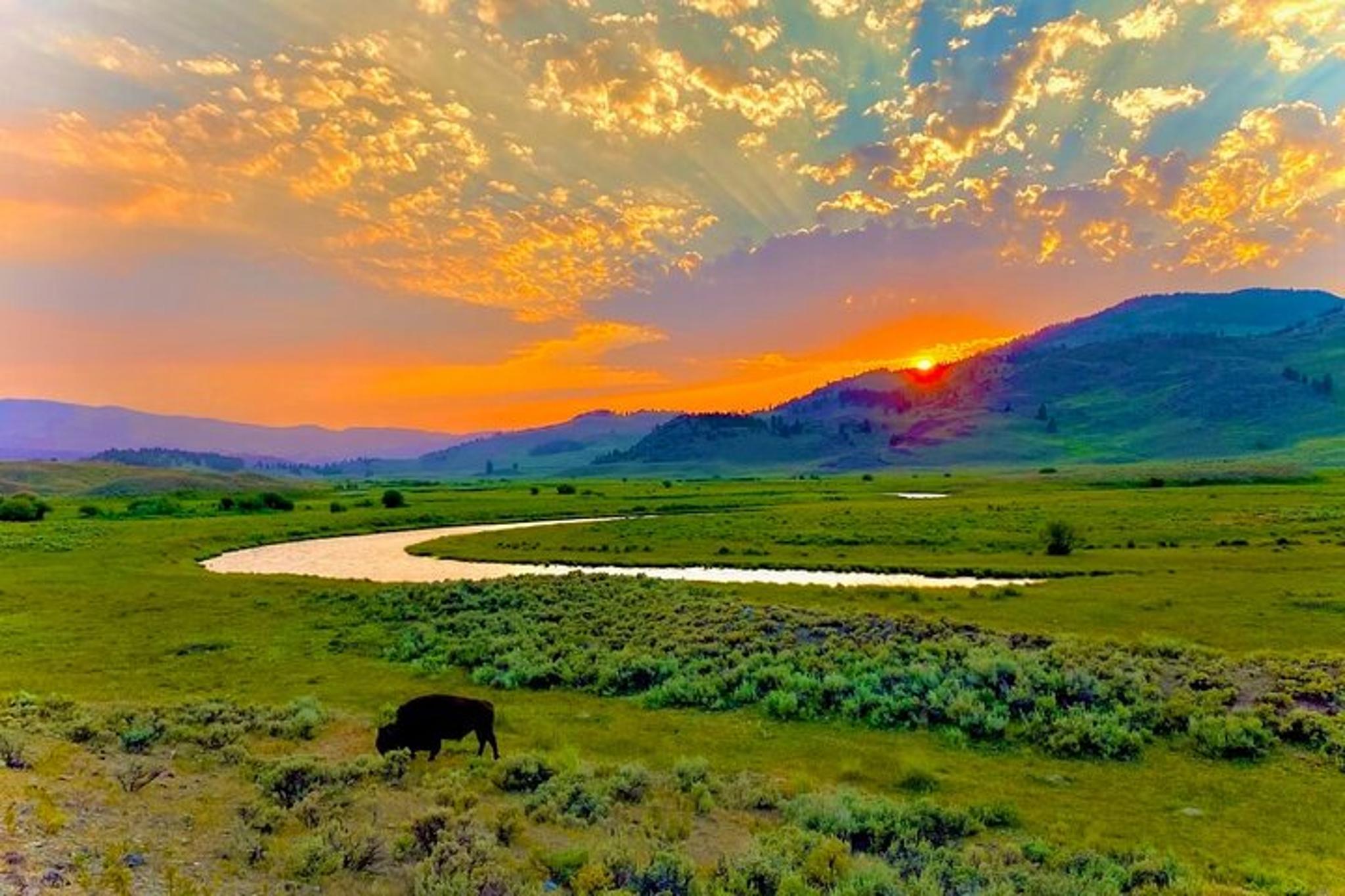 Yellowstone Wildlife Adventure in Lamar Valley at Sunrise - Image 5
