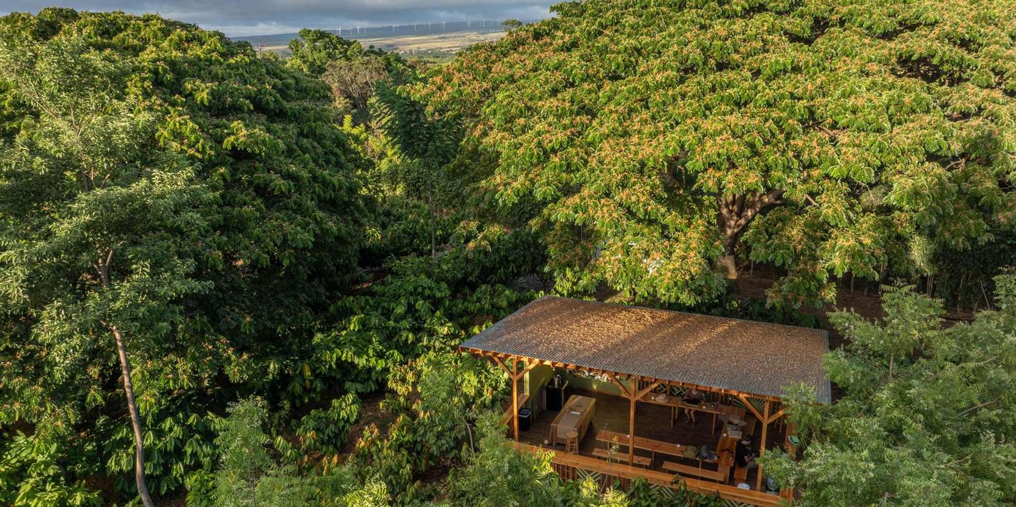 Oahu Chocolate Farm Tour with Tasting - Image 2