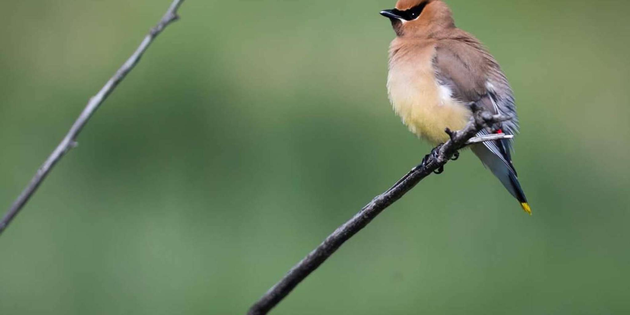 Denver Rocky Mountain Wildlife Tour - Image 5