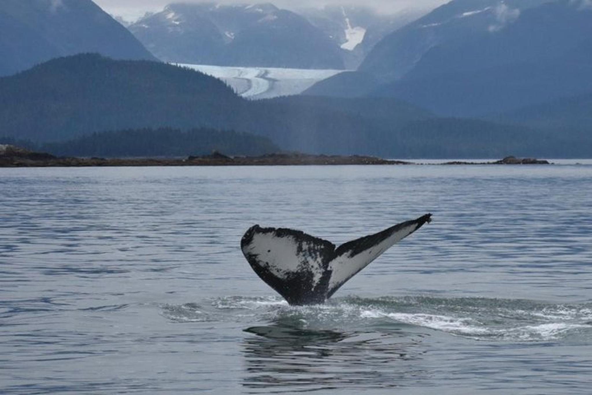Juneau Land & Sea Adventure - Image 1