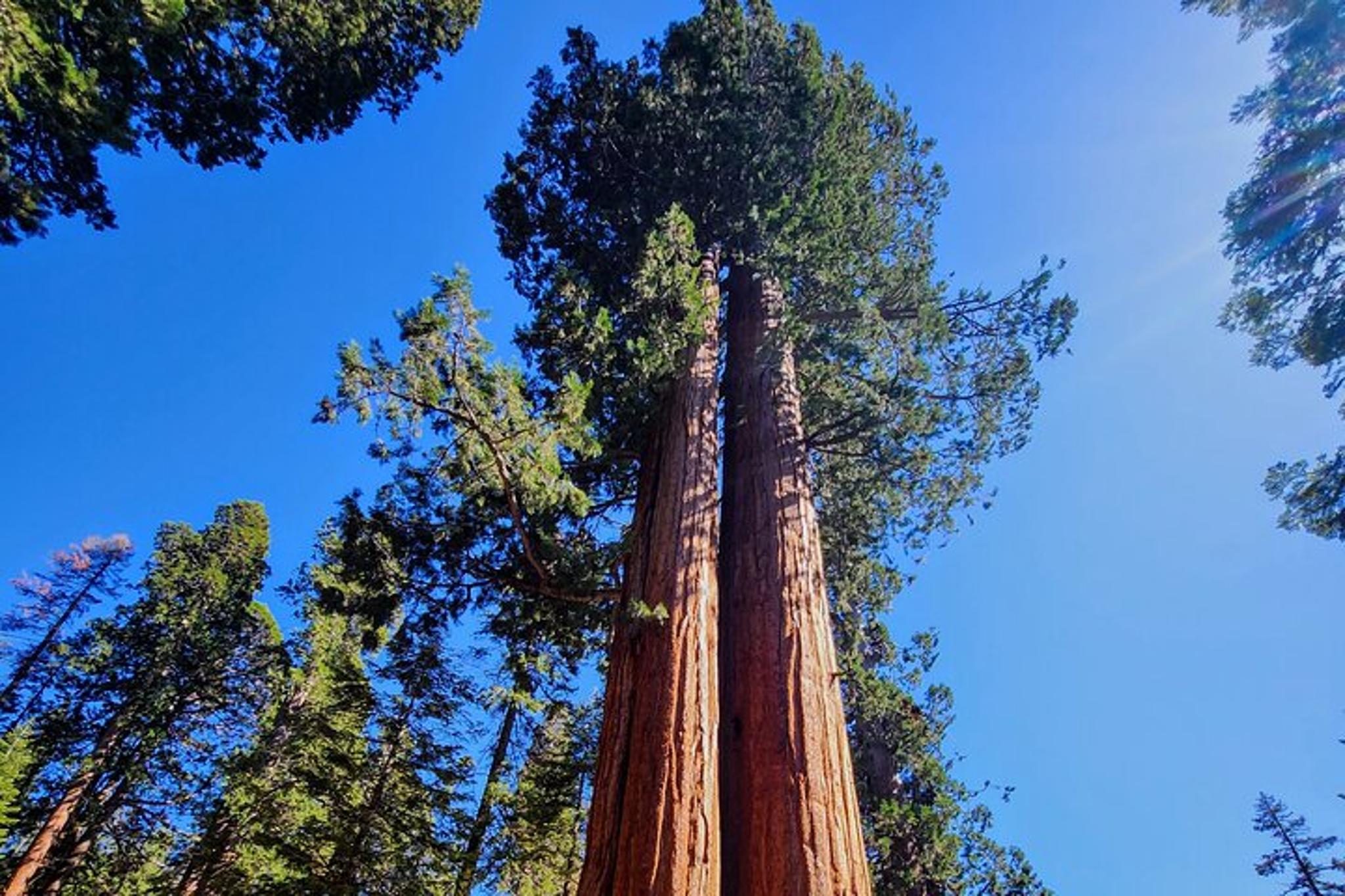 Sequoia National Park Giant Sequoia Private Tour - Image 2