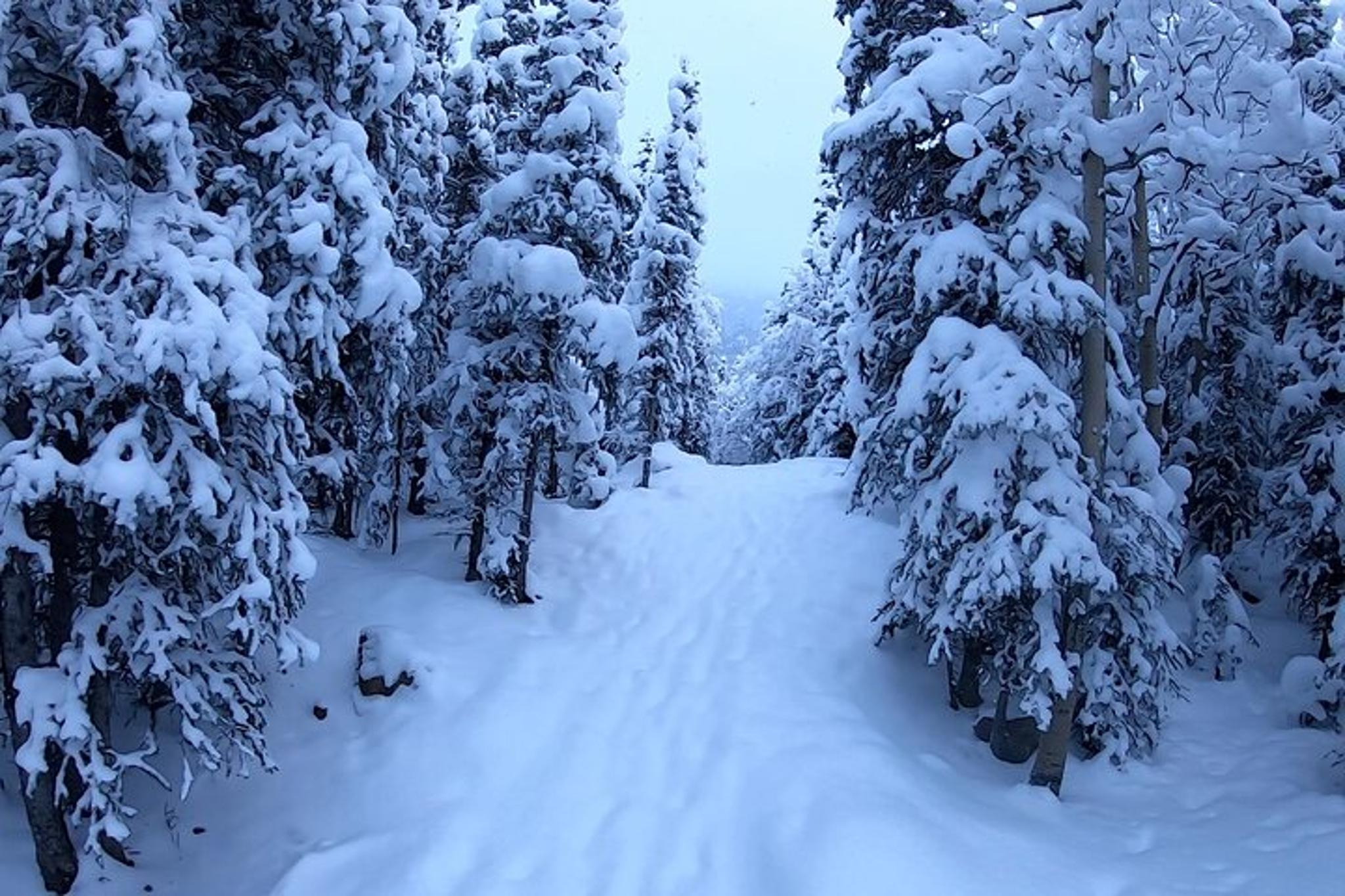 Anchorage Winter Valley and Forest Hike - Image 4