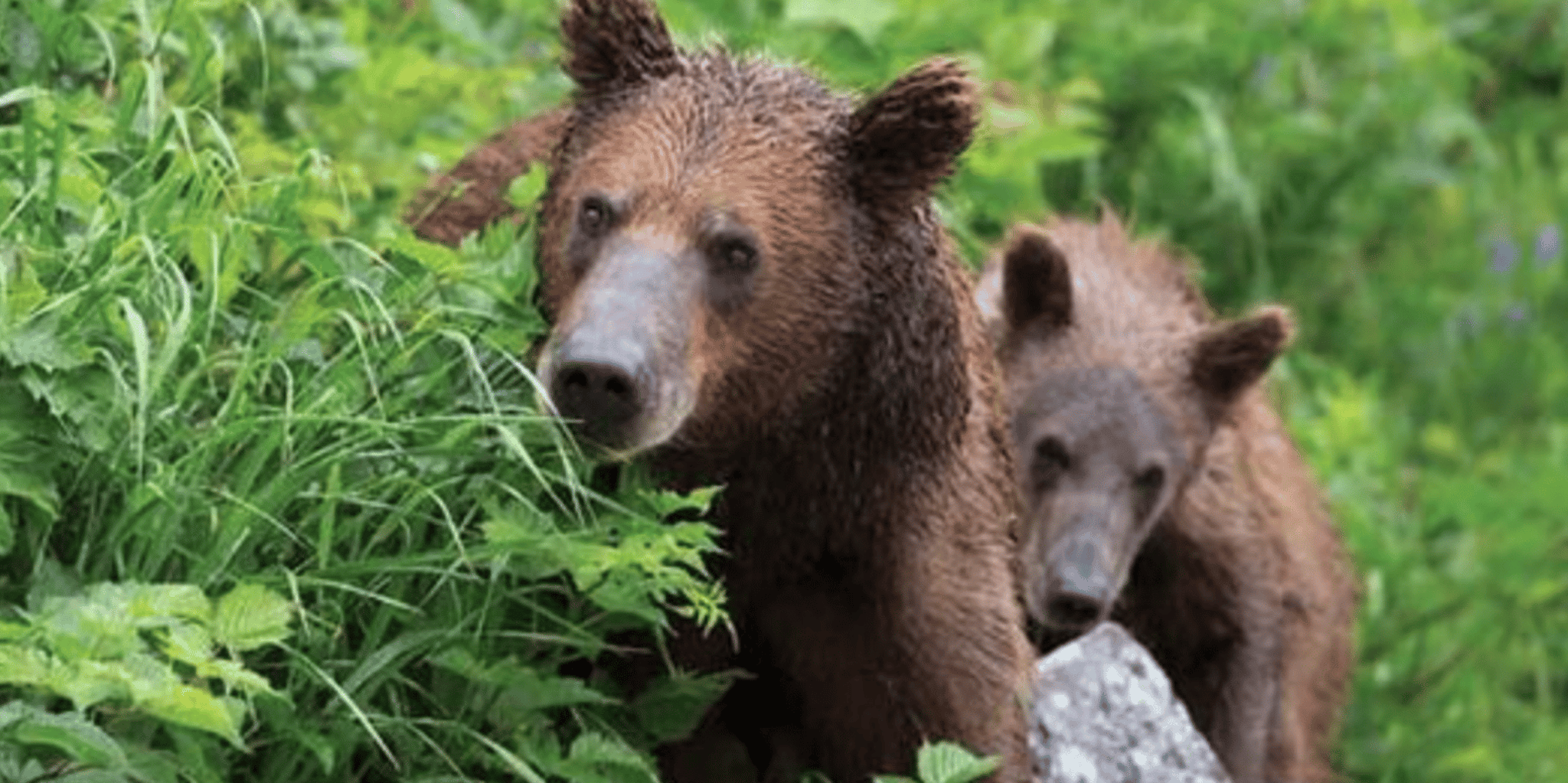Sitka Totem Poles and Wildlife Tour - Image 4