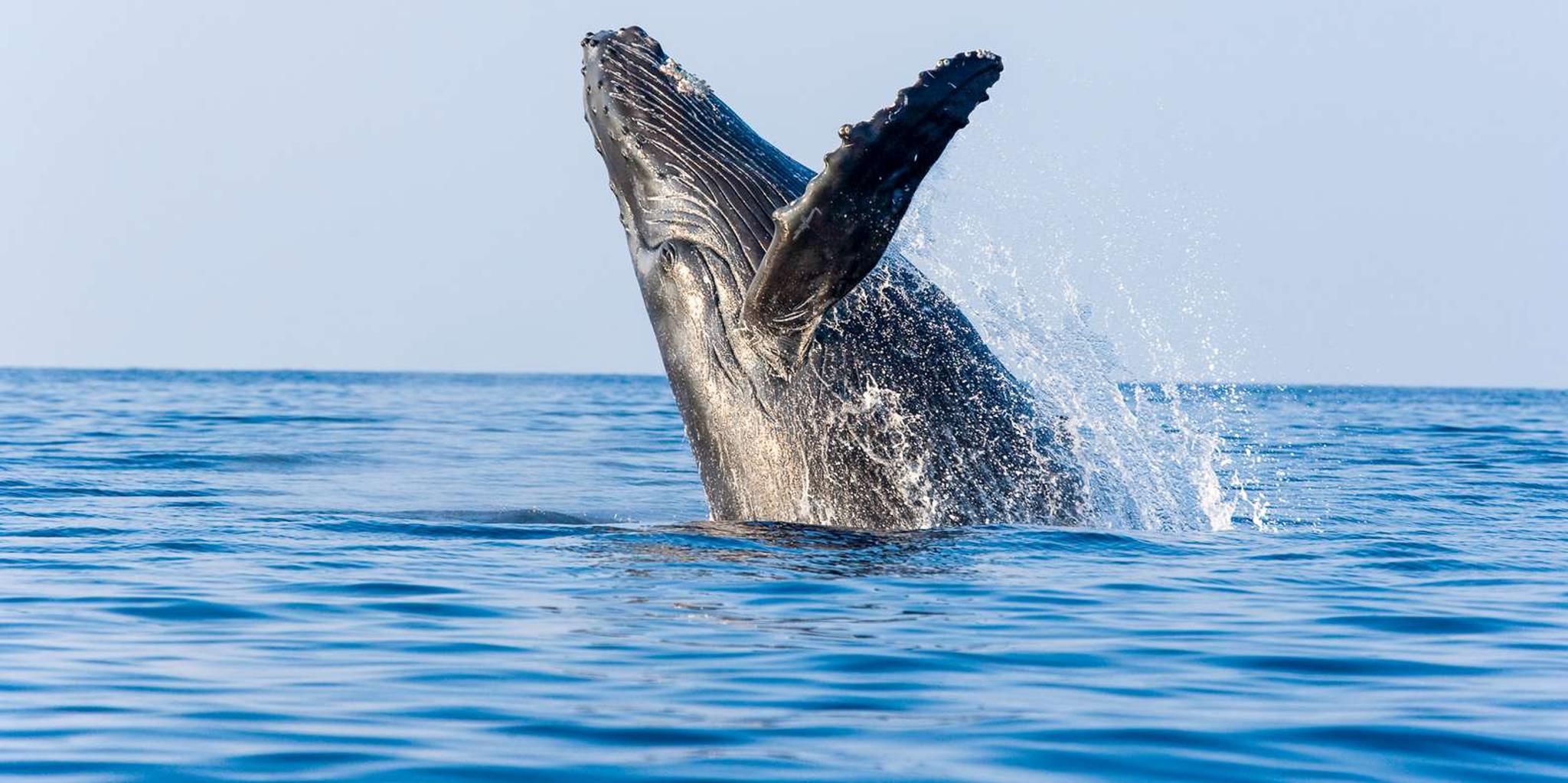 Maalaea Whale Watching Tour Aboard Catamaran - Image 6