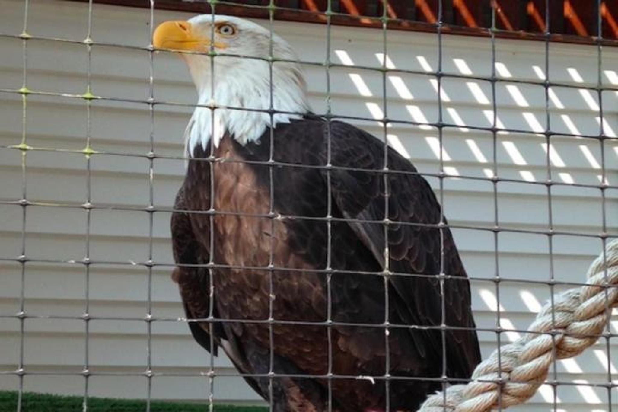 Sitka Shore Excursion: Bears, Raptor Center, & Totem Park Tour - Image 2