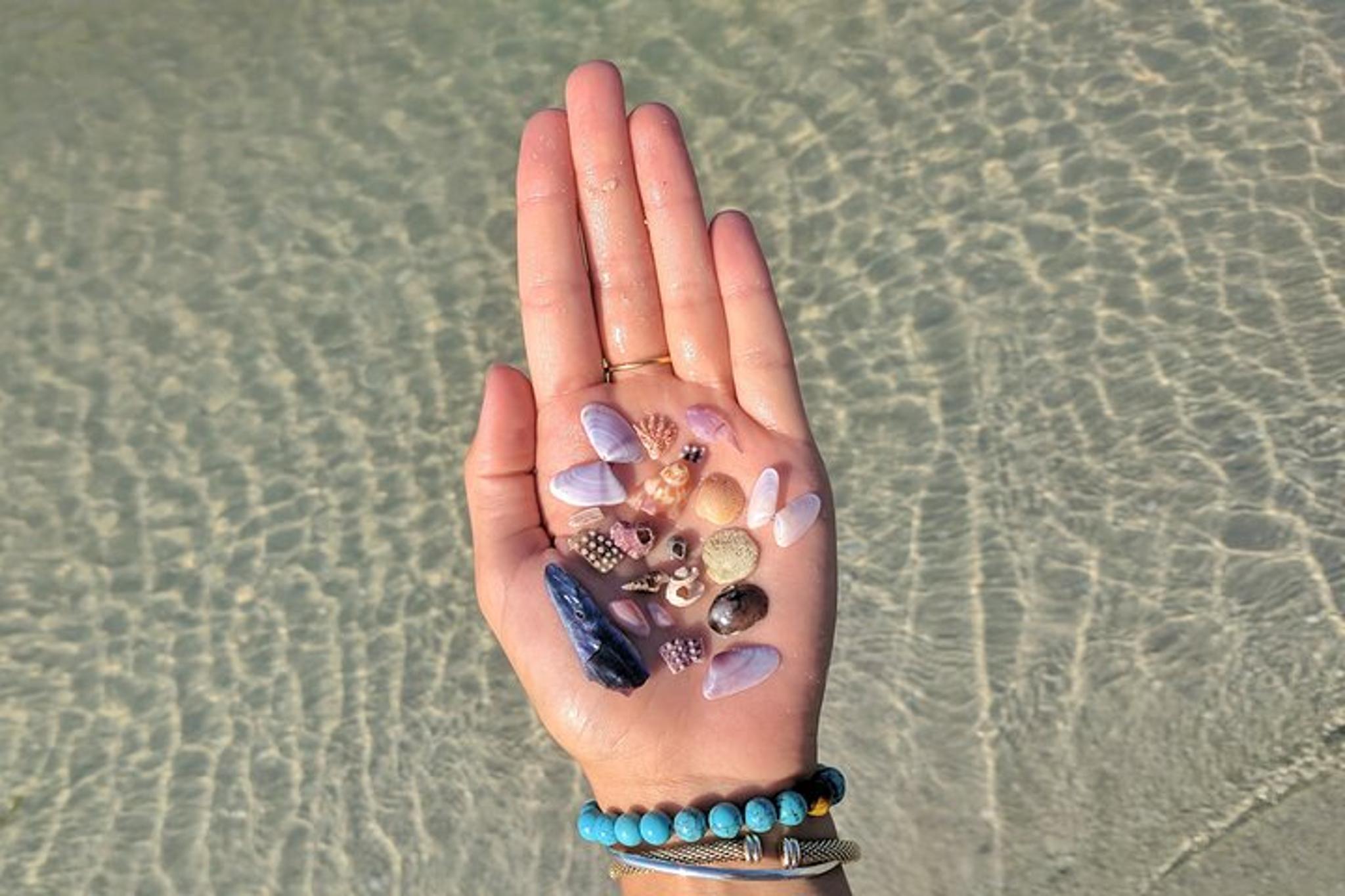 Madeira Beach Shell Key Preserve Shelling Cruise 3 hr