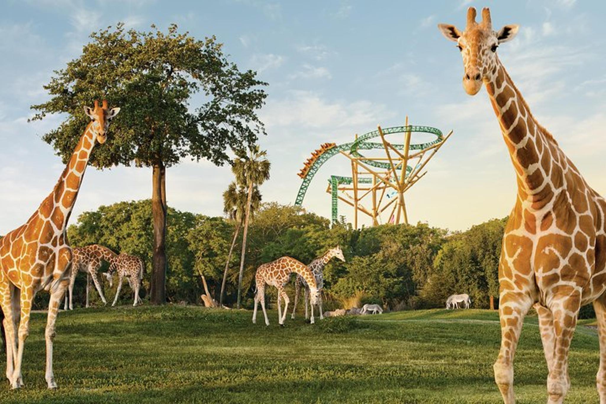 Tampa Bay Busch Gardens Admission Ticket