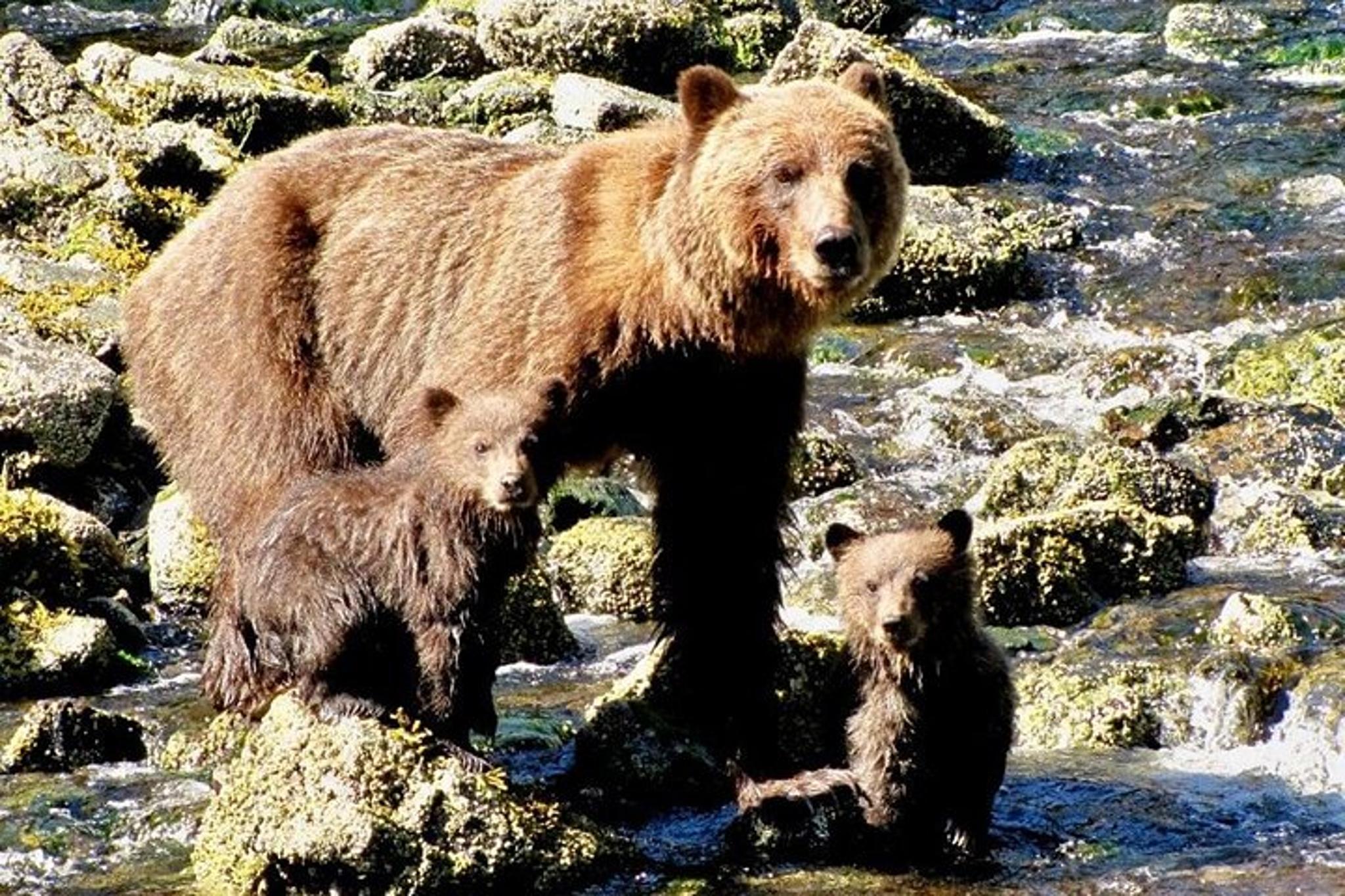 Juneau Bear Viewing Tour at Waterfall Creek - Image 3