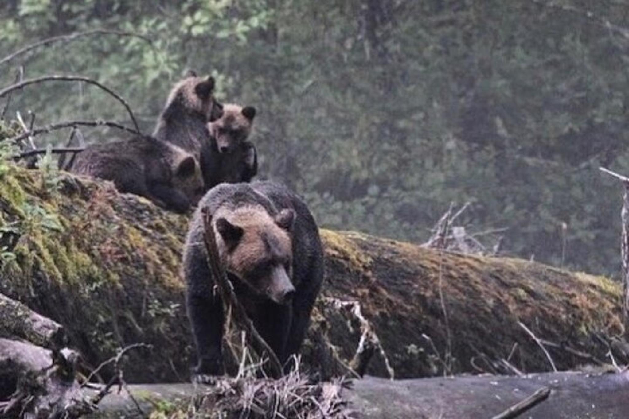 Ketchikan Private Wildlife Tour - Image 4
