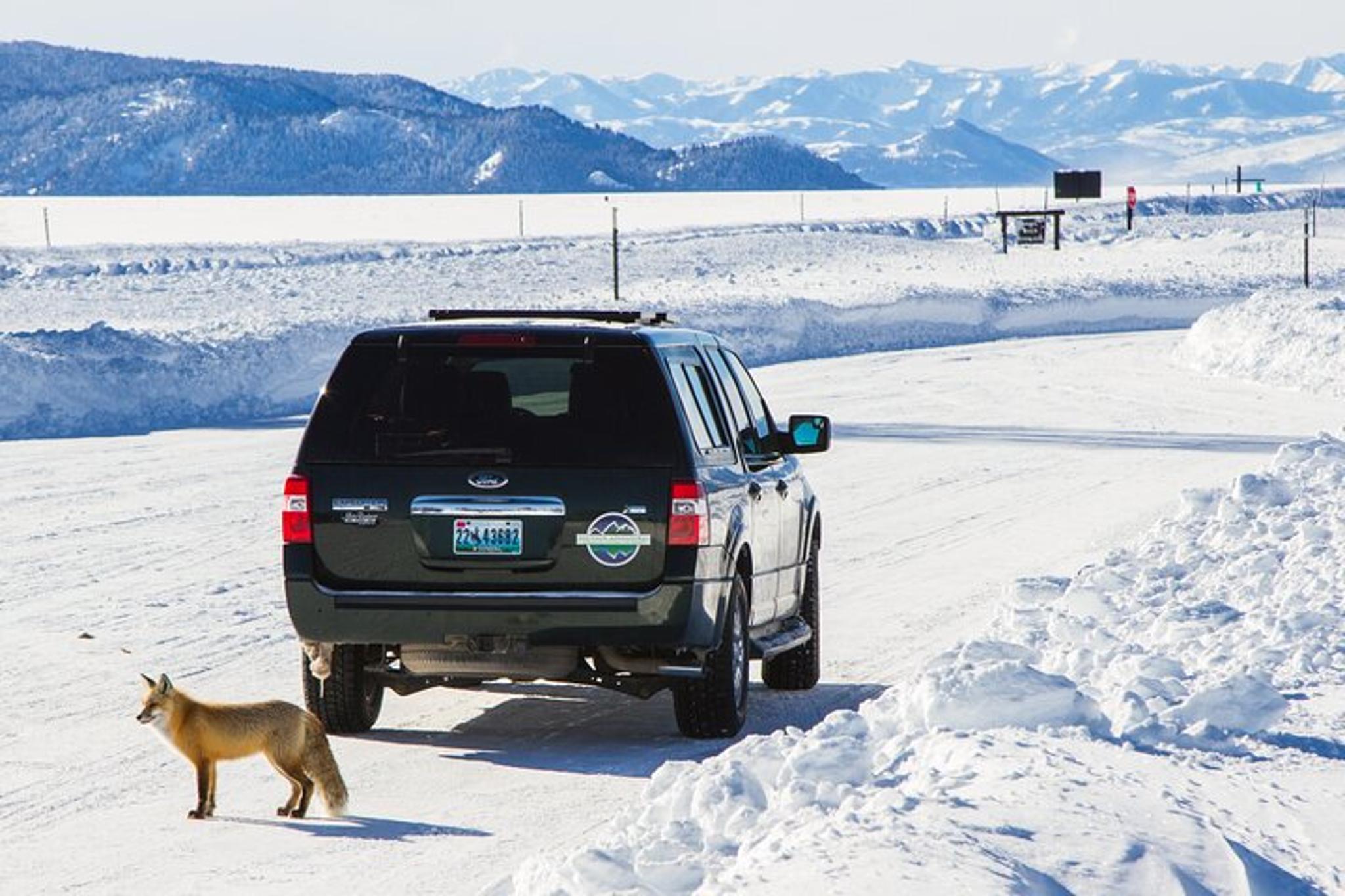 Jackson Snowshoe Tour in Grand Teton National Park 4 hr - Image 5