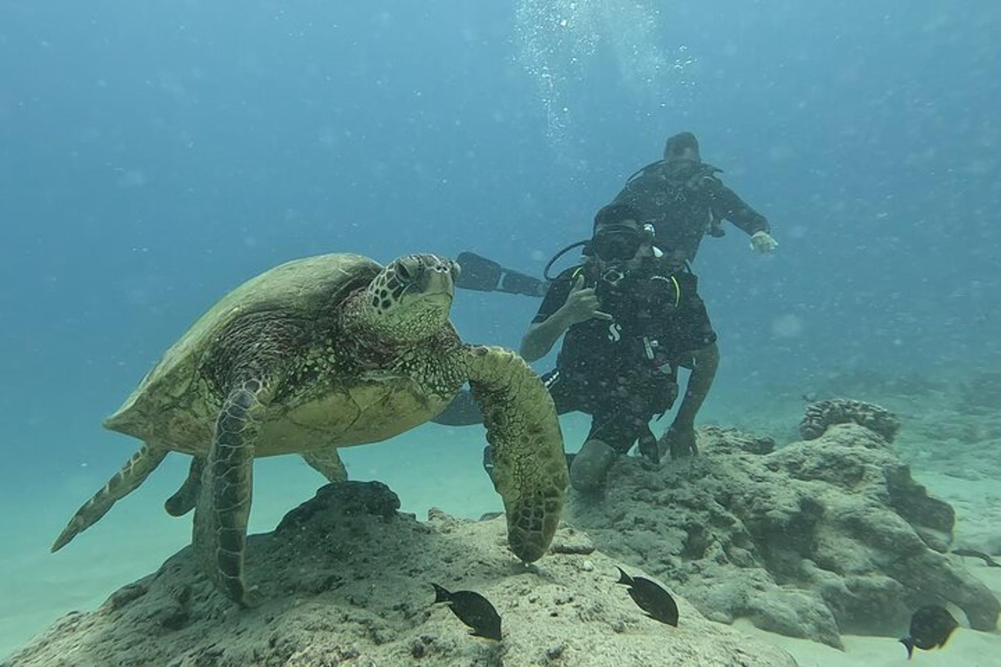 Waikiki Scuba Diving Two Tank Dive - Image 6