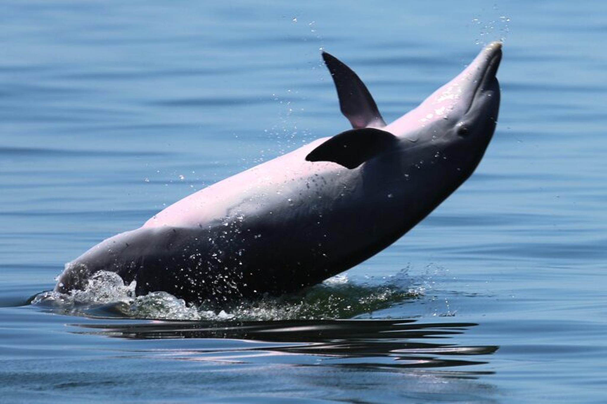 Pensacola Beach Dolphin Cruise and Scenic Bay Tour - Image 6