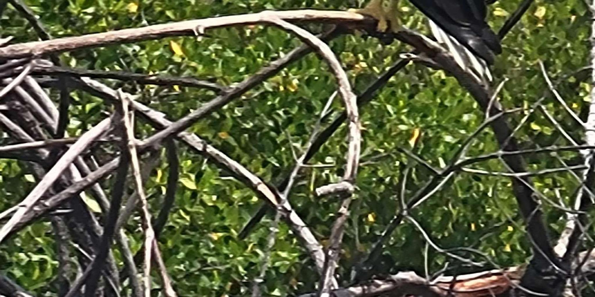 Daytona Beach Stand Up Paddleboard Tour - Image 6