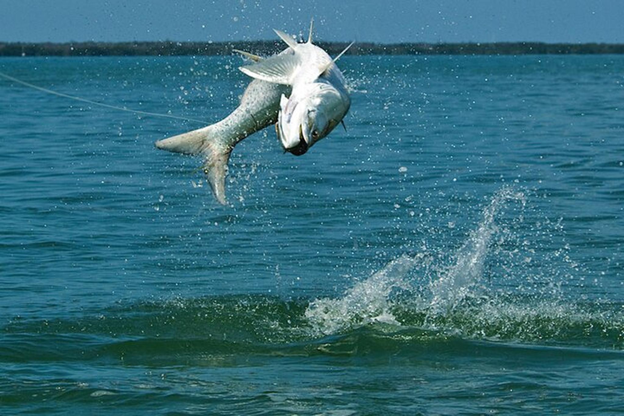 Sarasota Inshore Fishing Charter 4 hr - Image 5
