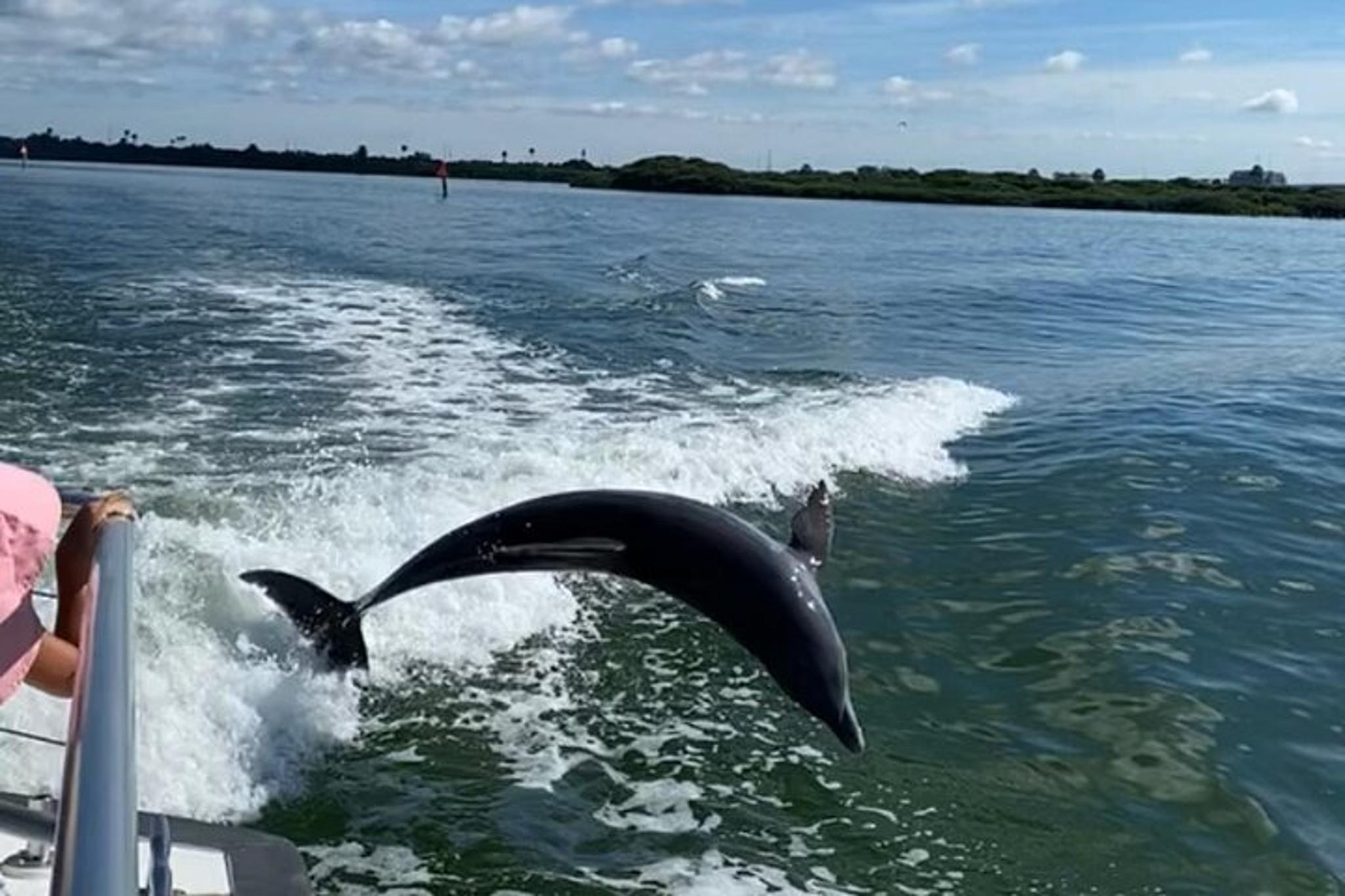 Clearwater Beach Dolphin Tour Boat - Image 3