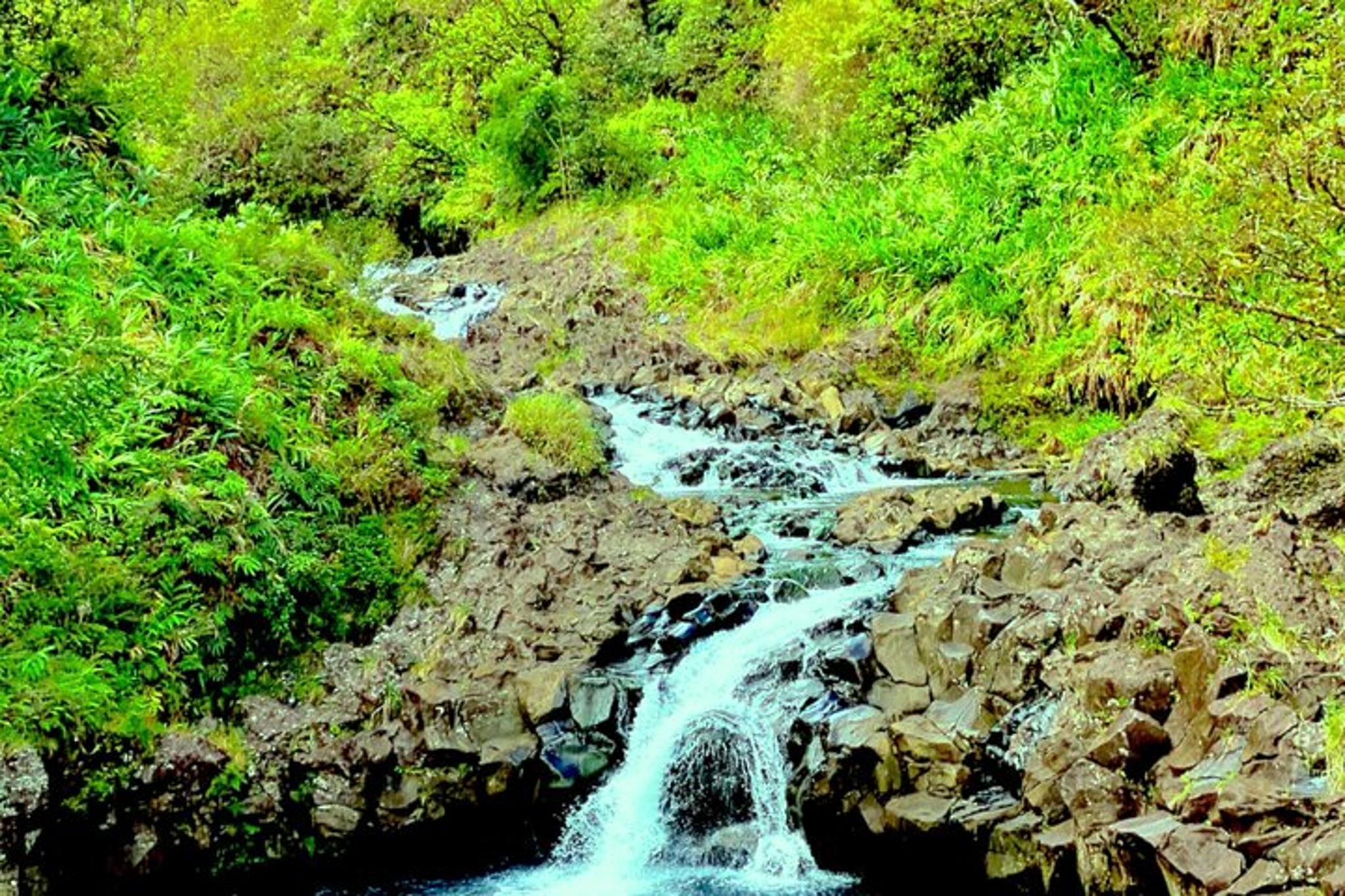 Hana Rainforest Tour - Image 3