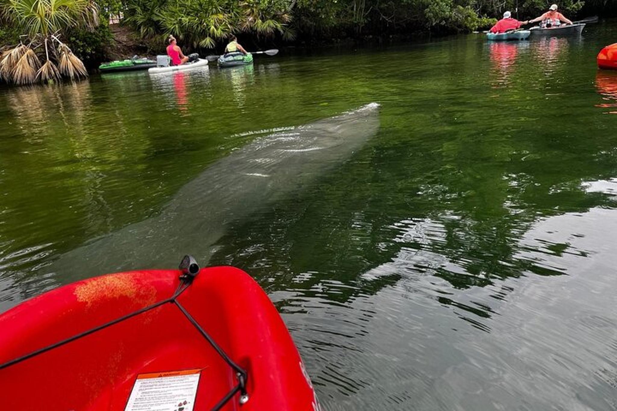 Crystal River Kayak Adventure - Image 3