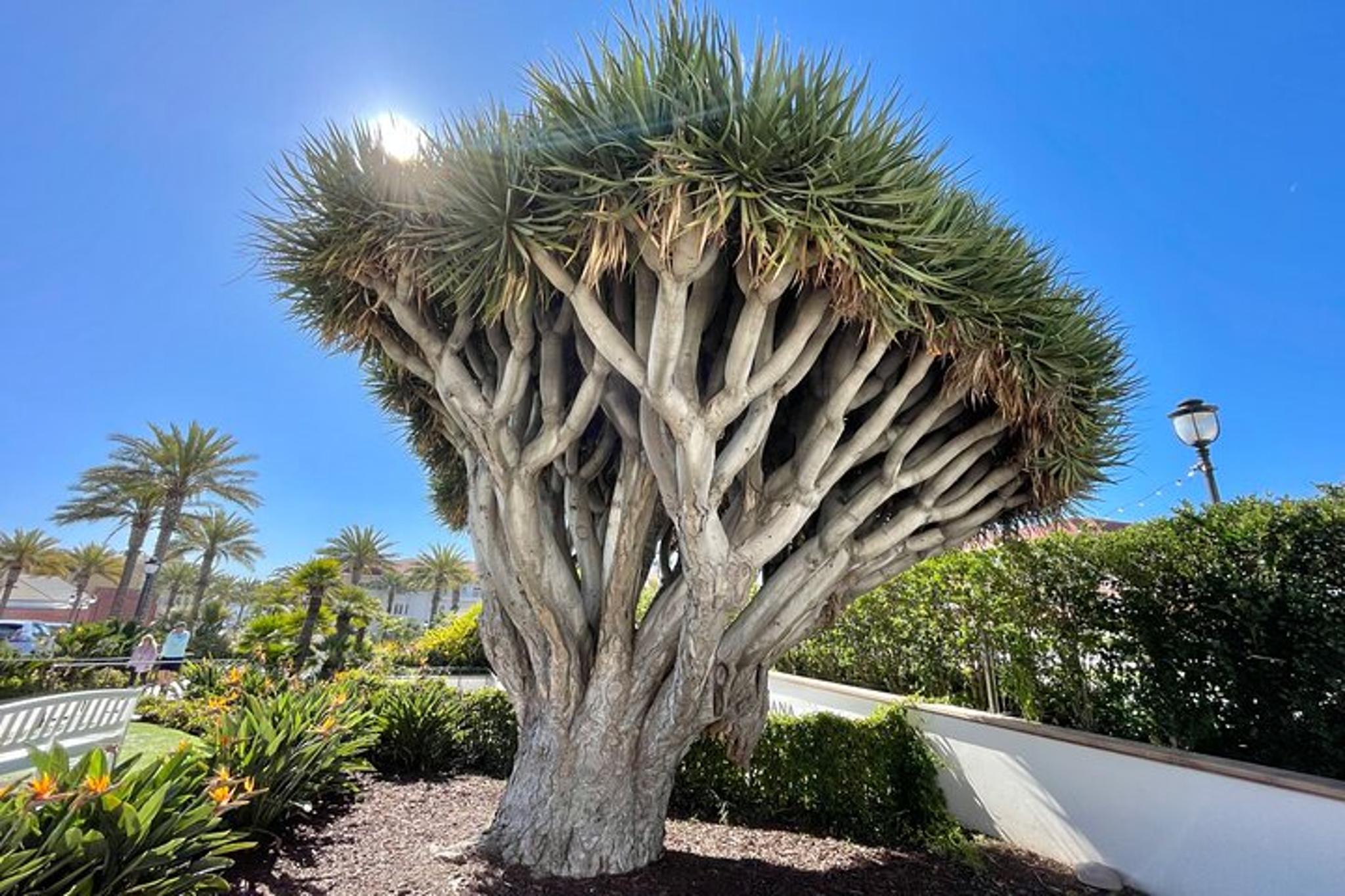 San Diego Beach and Shopping Tour - Image 5