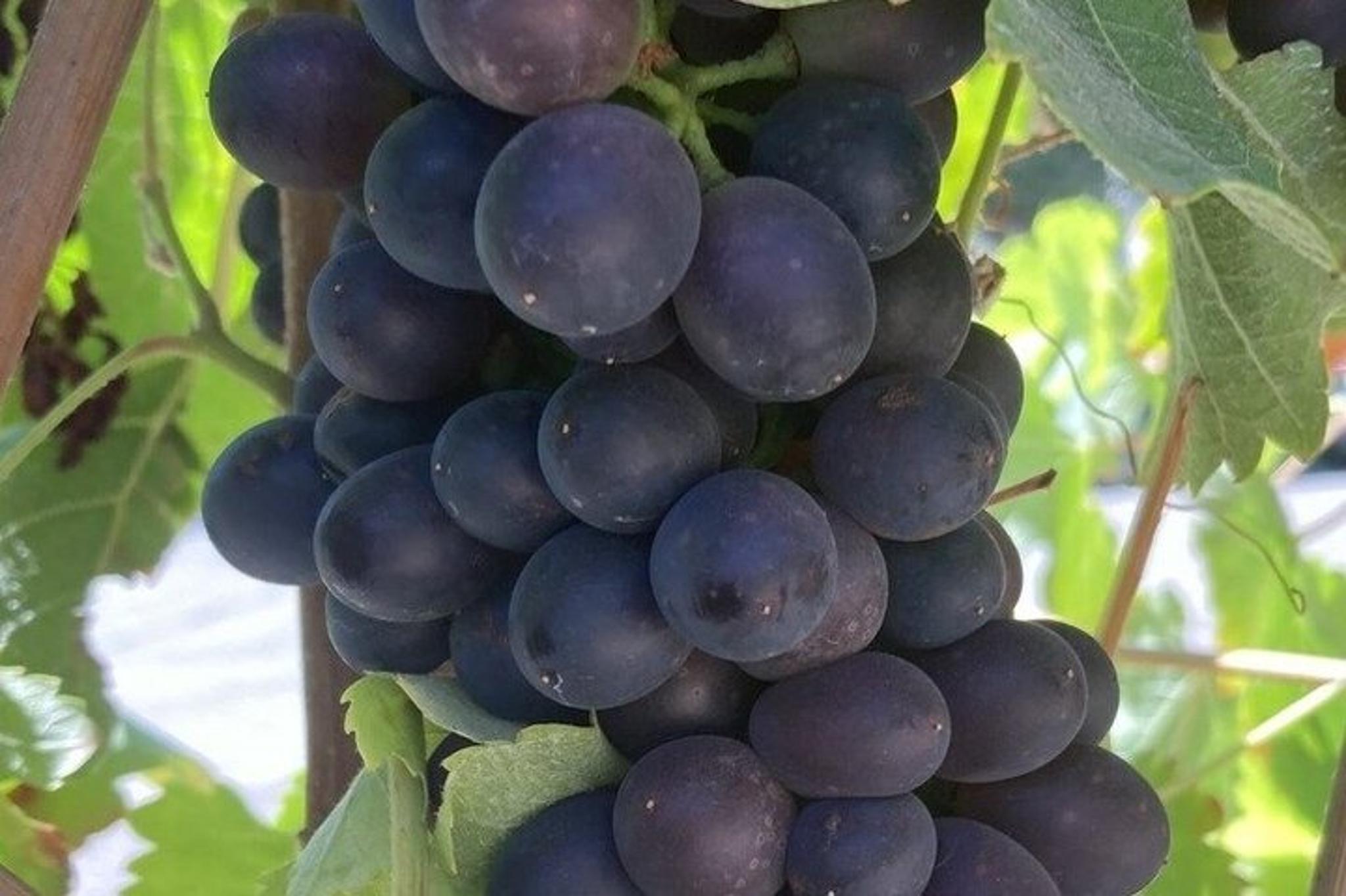Santa Ynez Valley Wine Tour 6 hr