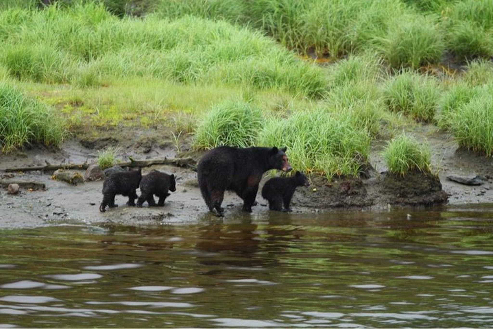 Ketchikan Hummer Tour of Tongass Rainforest - Image 3