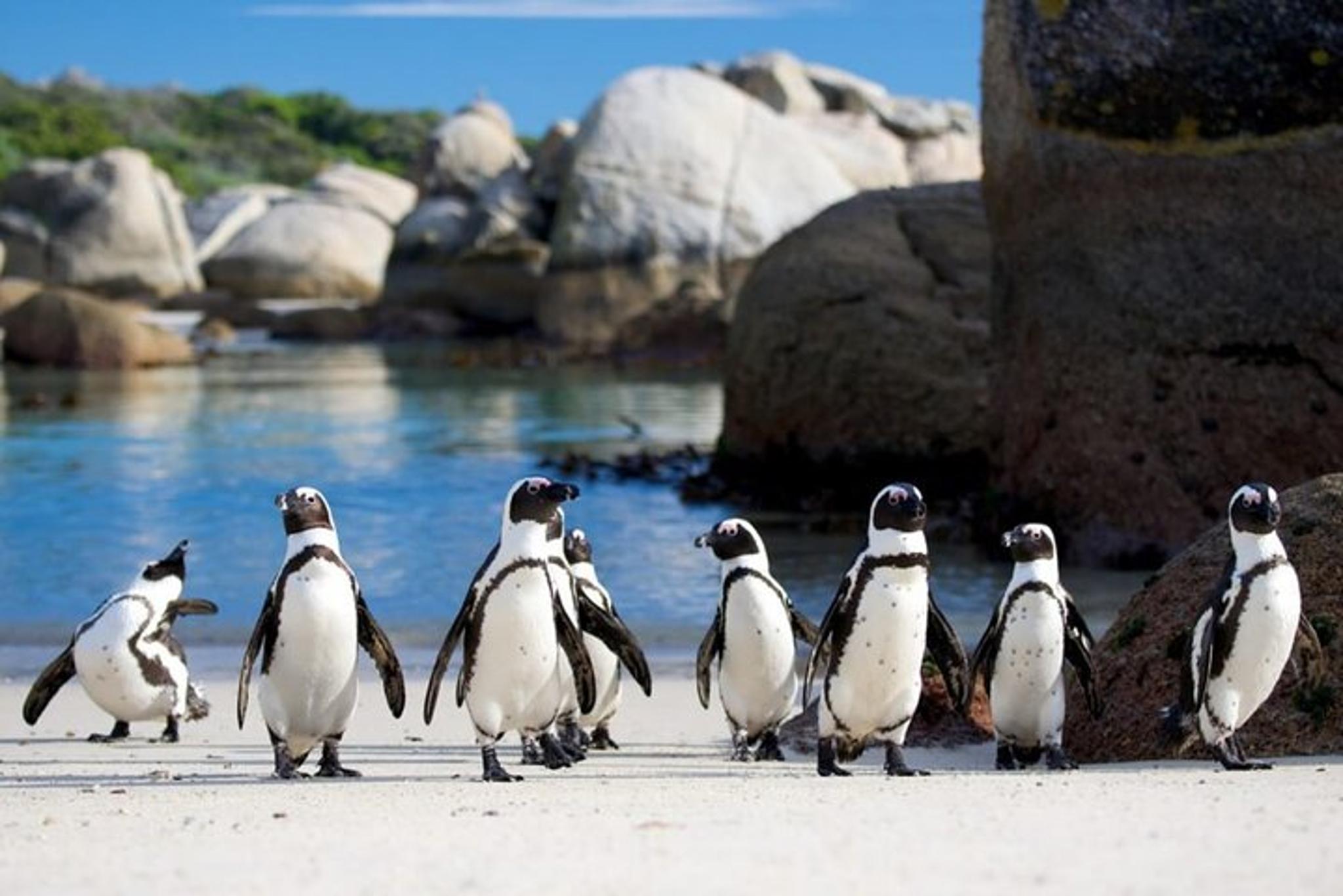 Cape Town Seal and Penguin Tour Full Day - Image 5