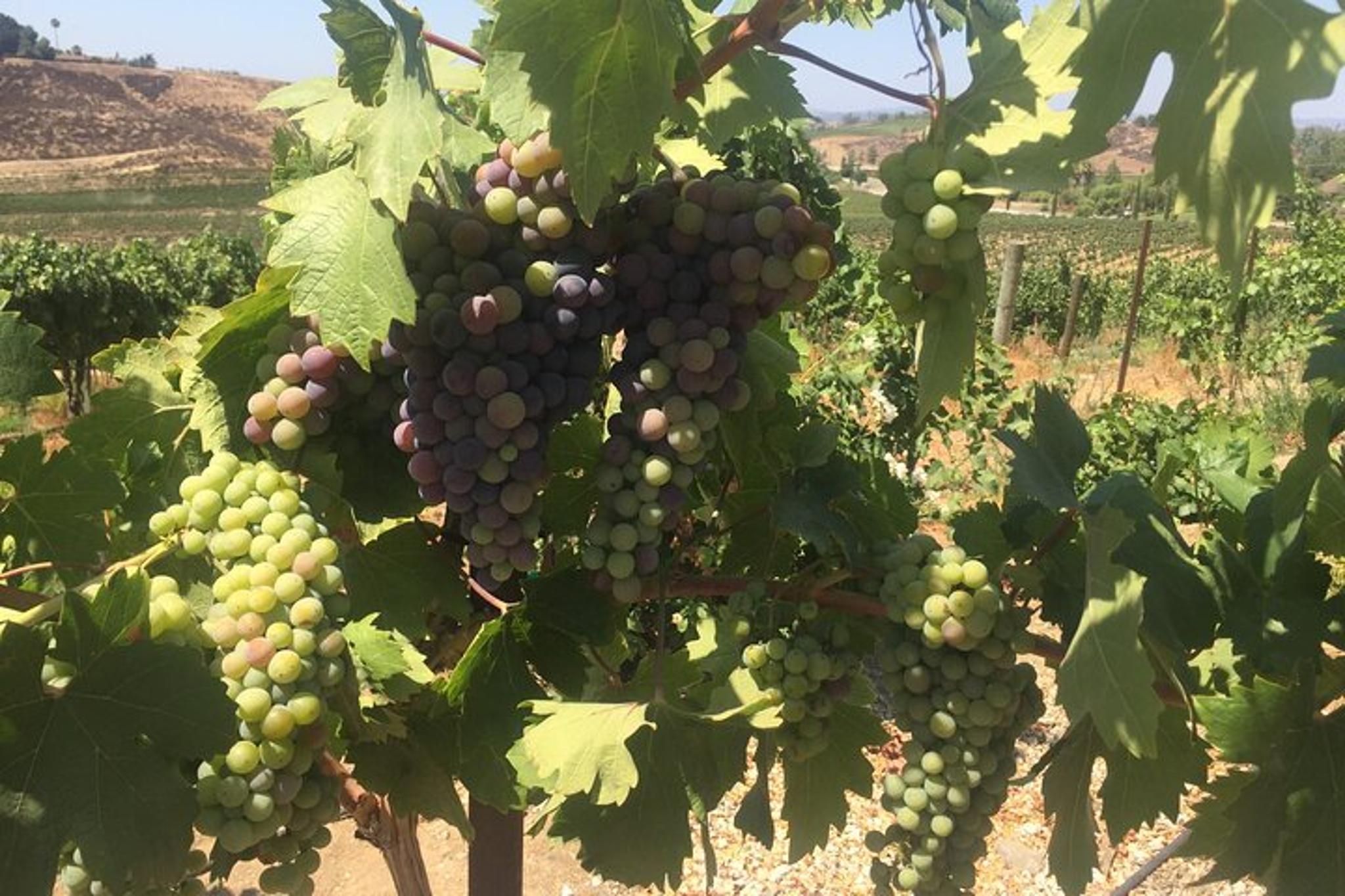 Temecula Wine Tasting Tour - Image 3