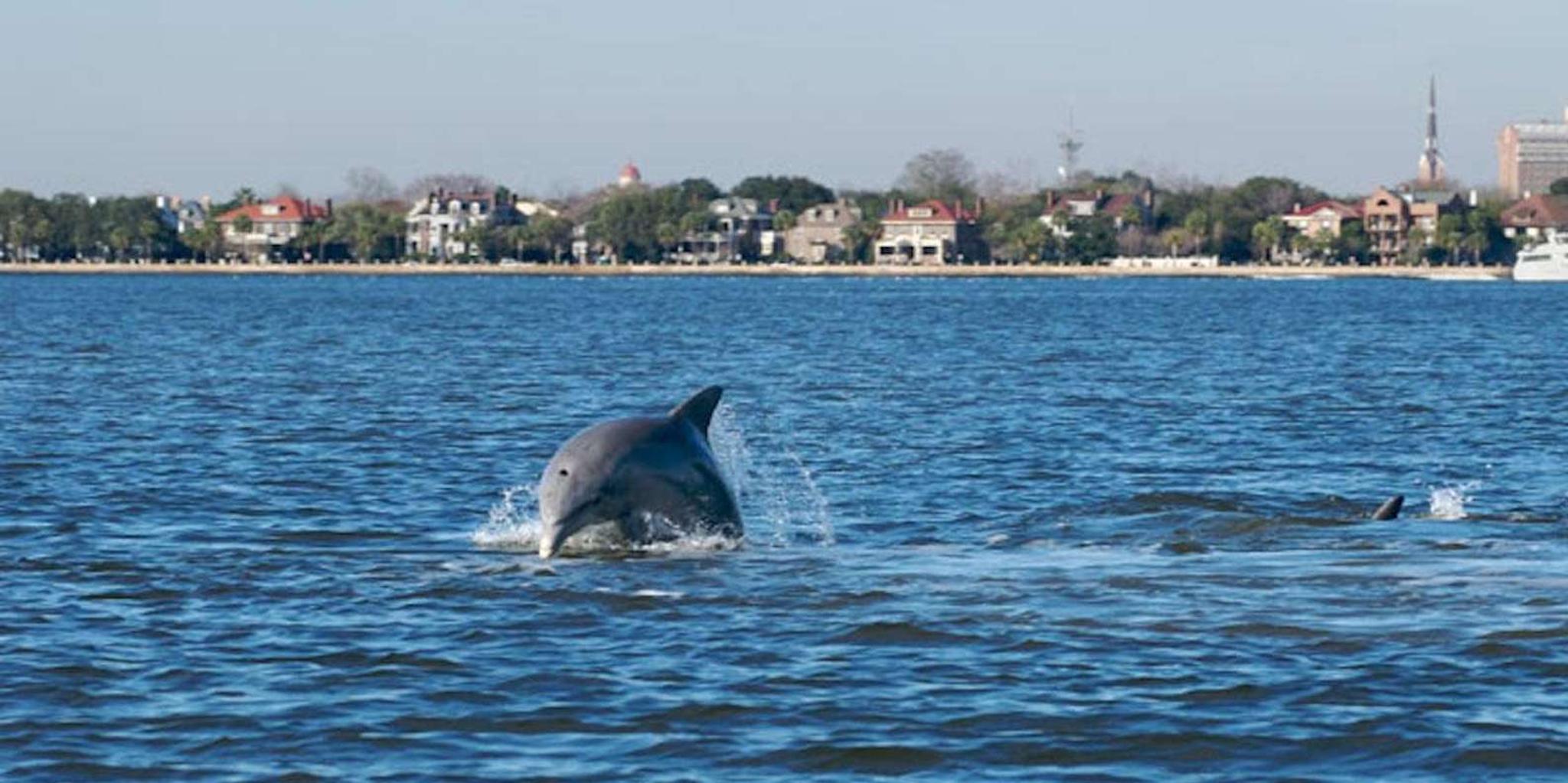 Charleston Harbor Historic Boat Cruise - Image 4