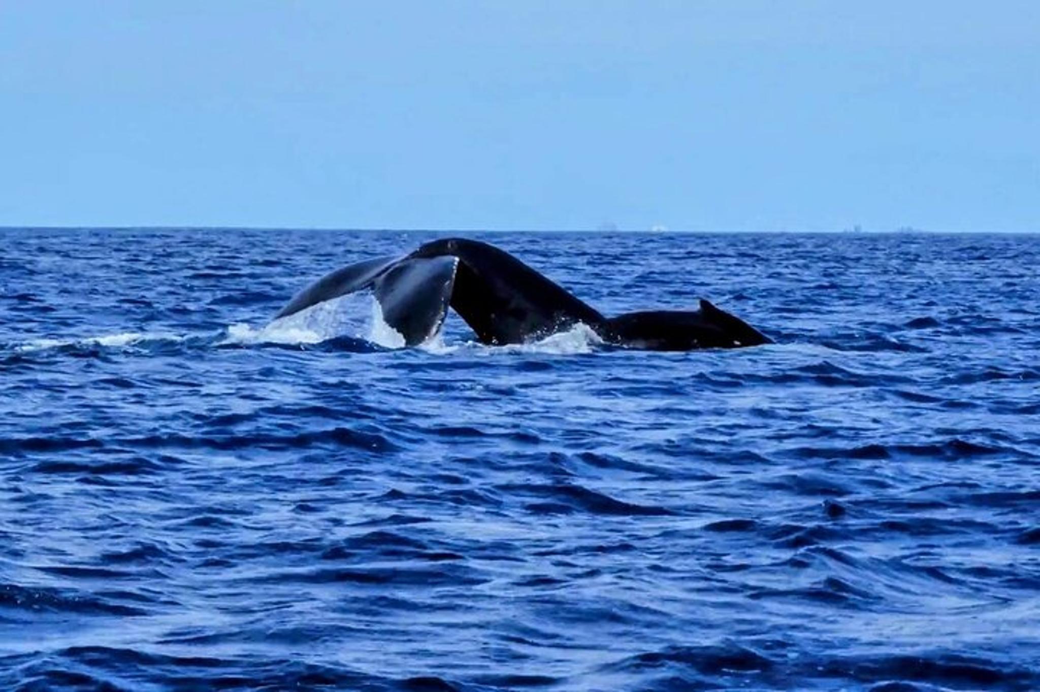 Oahu Whale Watching Adventure 2 hr - Image 6