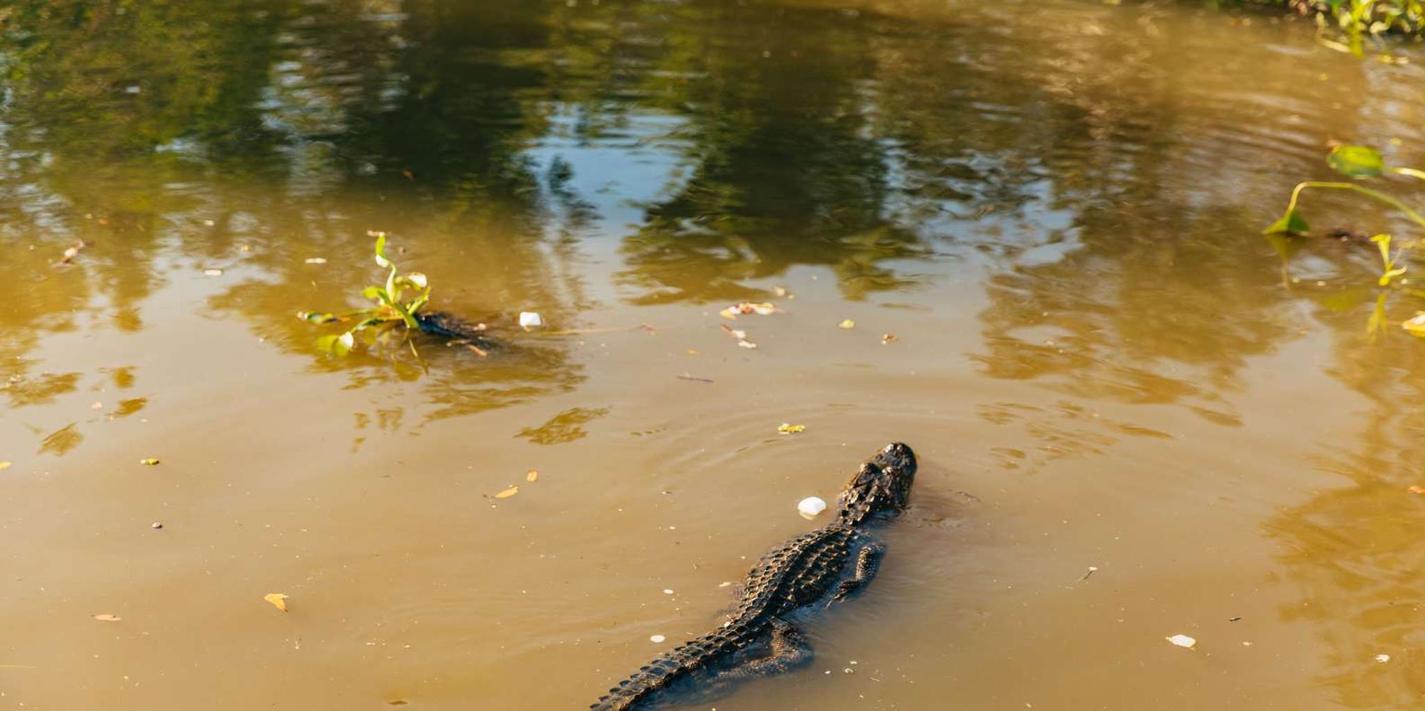 New Orleans Swamp Tour Boat Adventure - Image 2