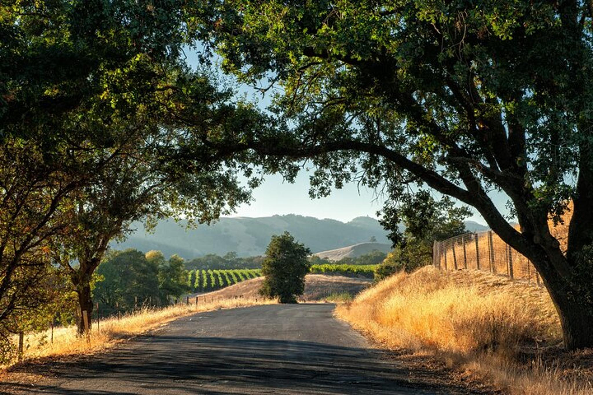 Napa and Sonoma Valley Wine Tour - Image 2