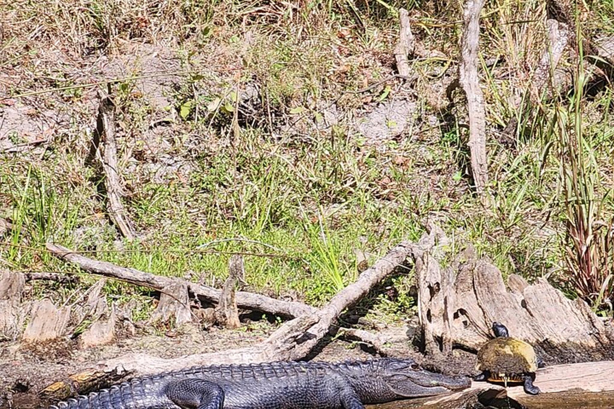 Gilchrist Blue Spring Clear Glass Bottom Kayak Tour 2 hr - Image 4