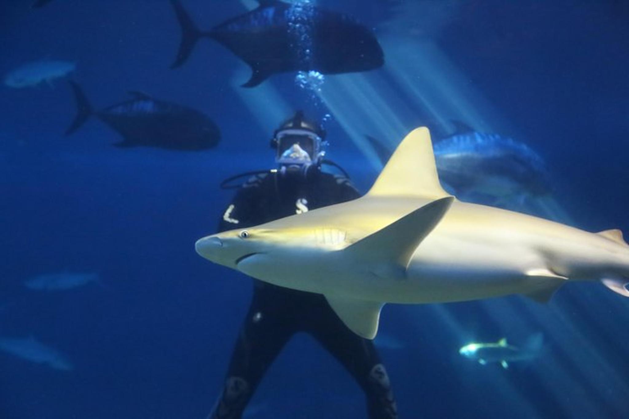 Maui Ocean Center Admission Ticket - Image 4