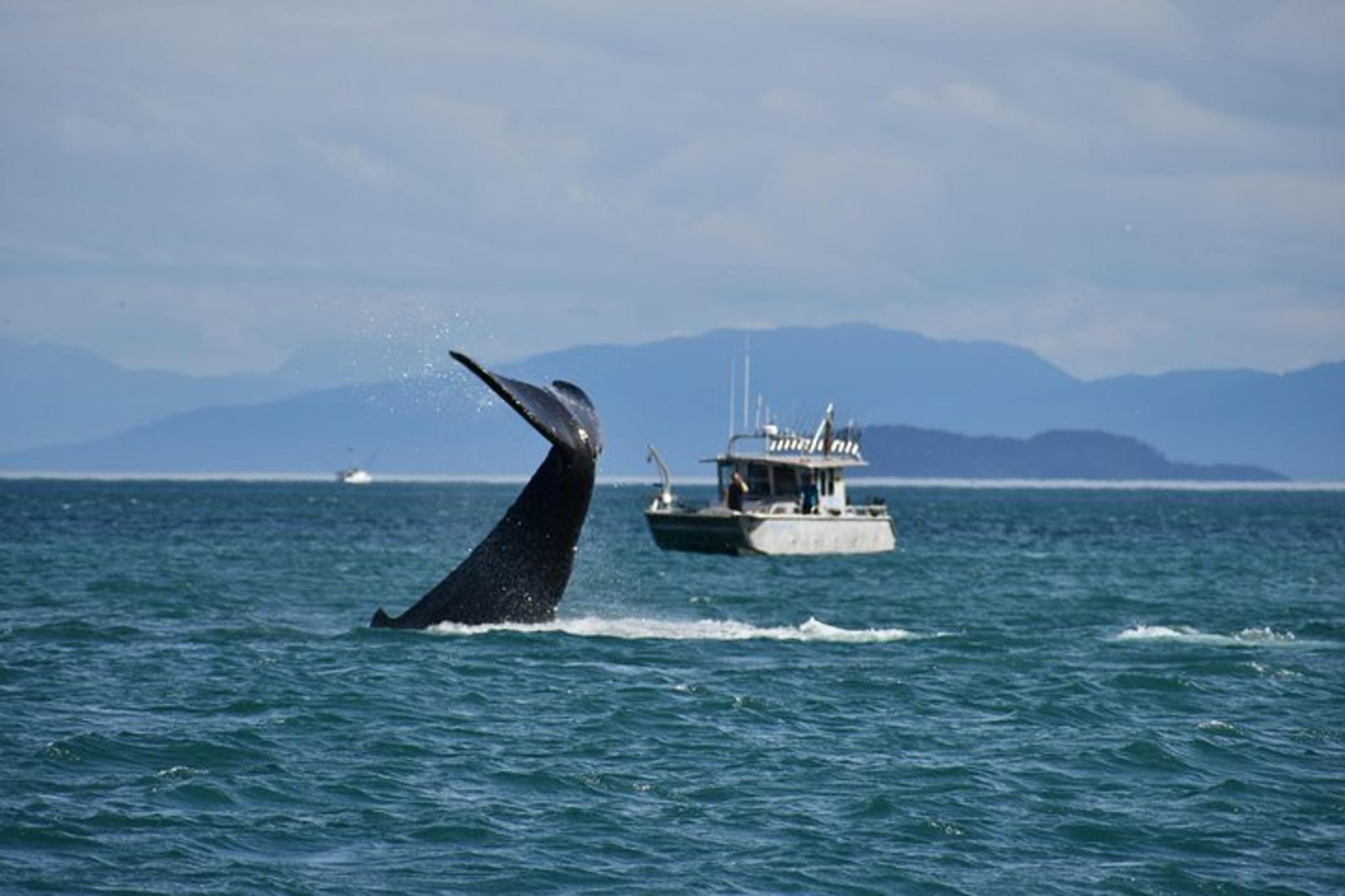 Icy Strait Point Whale Watching and Bear Search - Image 1