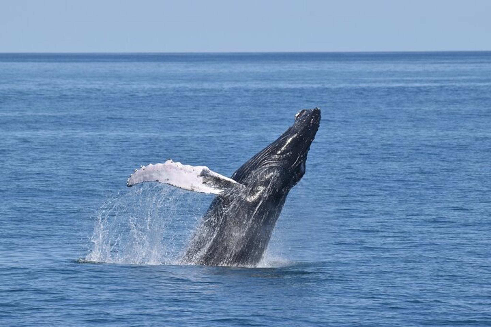 Cape May Whale and Dolphin Watching Cruise - Image 6