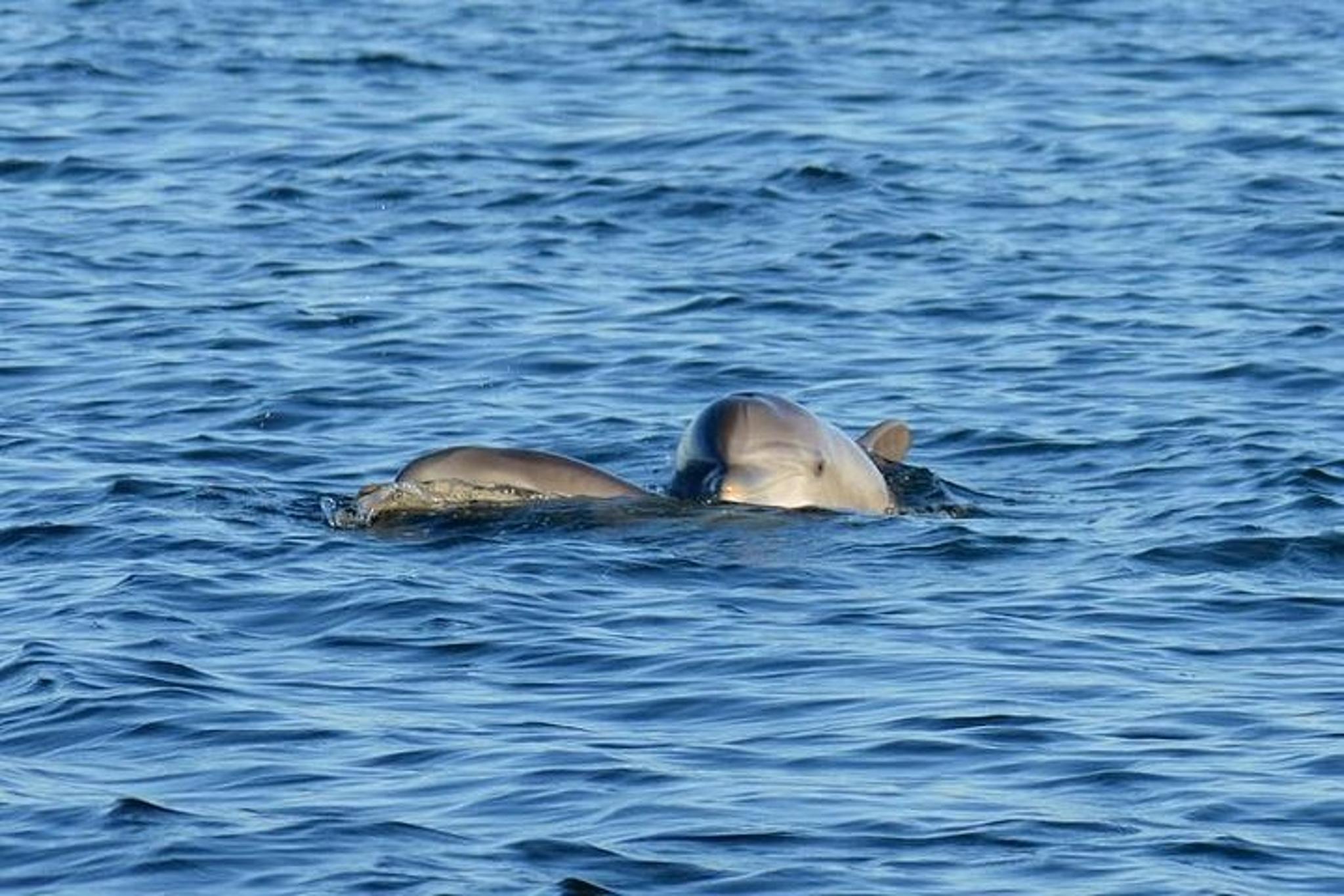 Pensacola Dolphin Cruise with Beach Stop 3 hr - Image 3