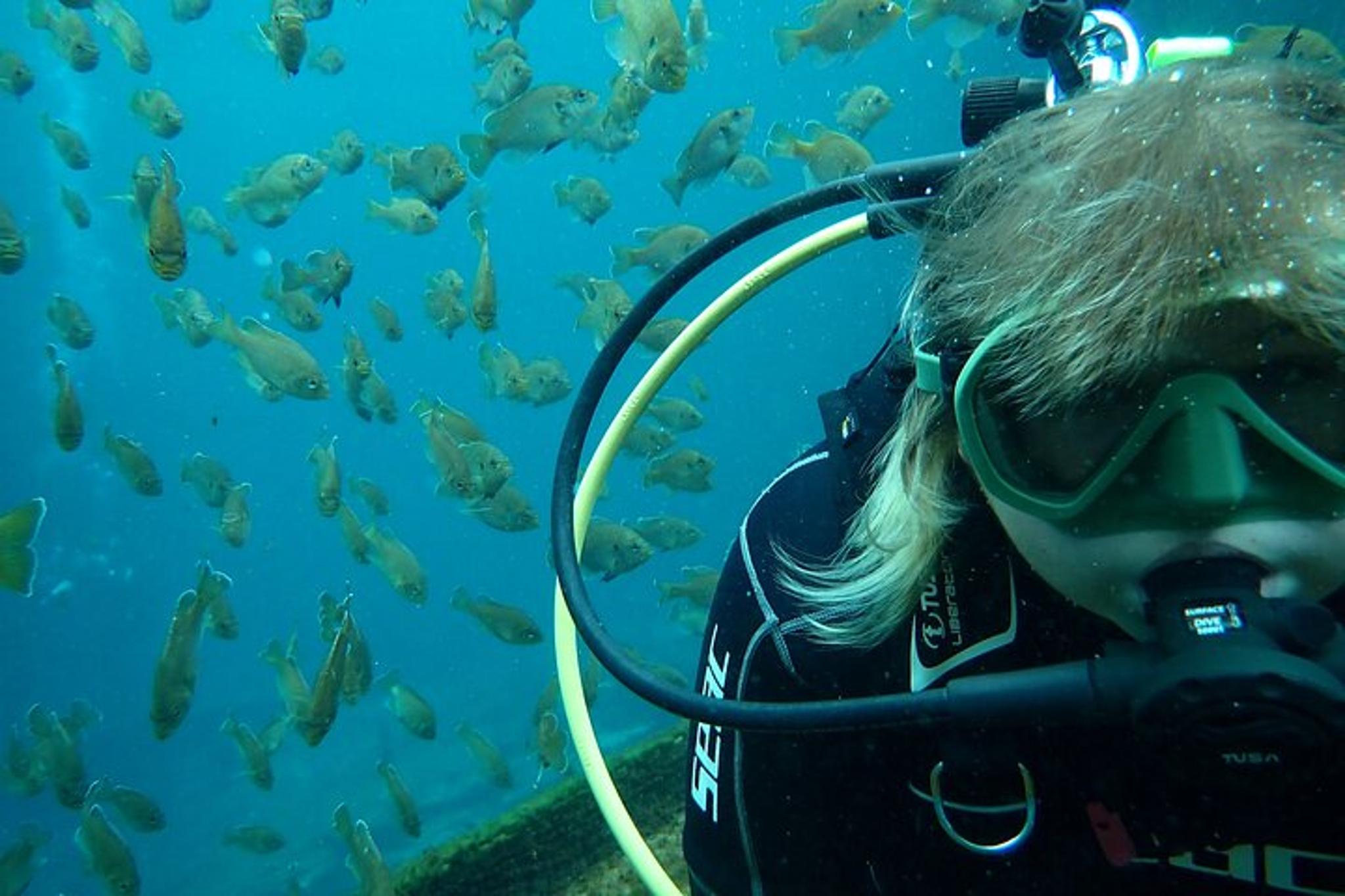 Blue Grotto Scuba Dive in Kings Bay - Image 4
